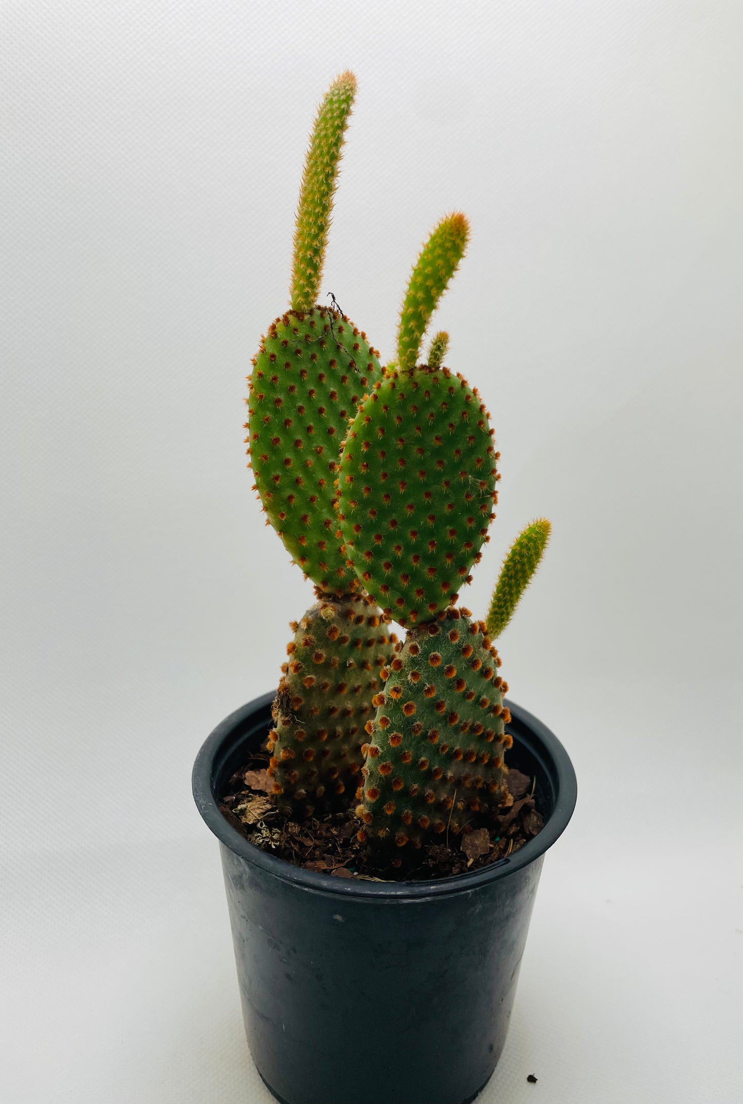 Bunny Ears cactus 4” pot