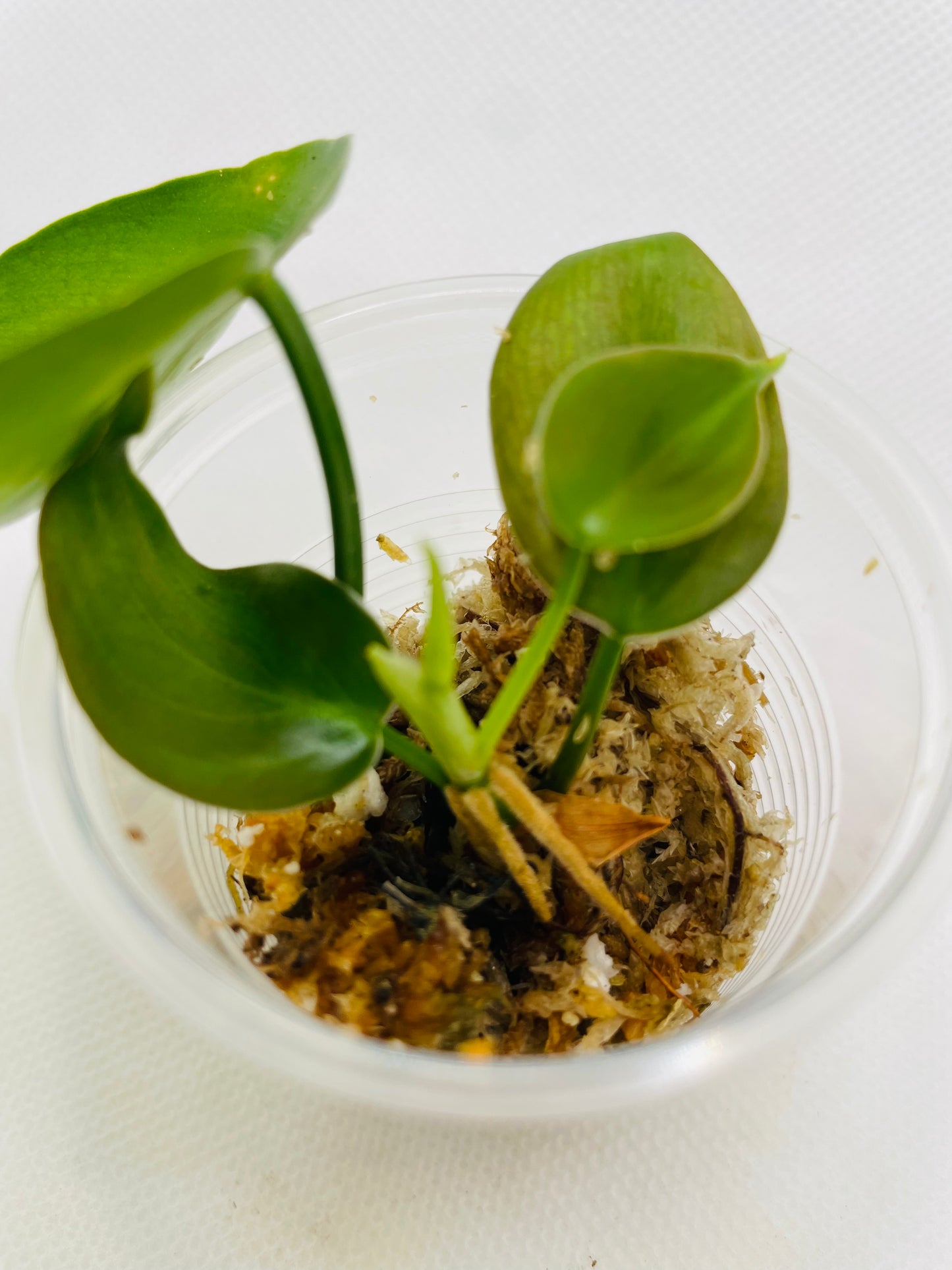 Philodendron Heartleaf #88