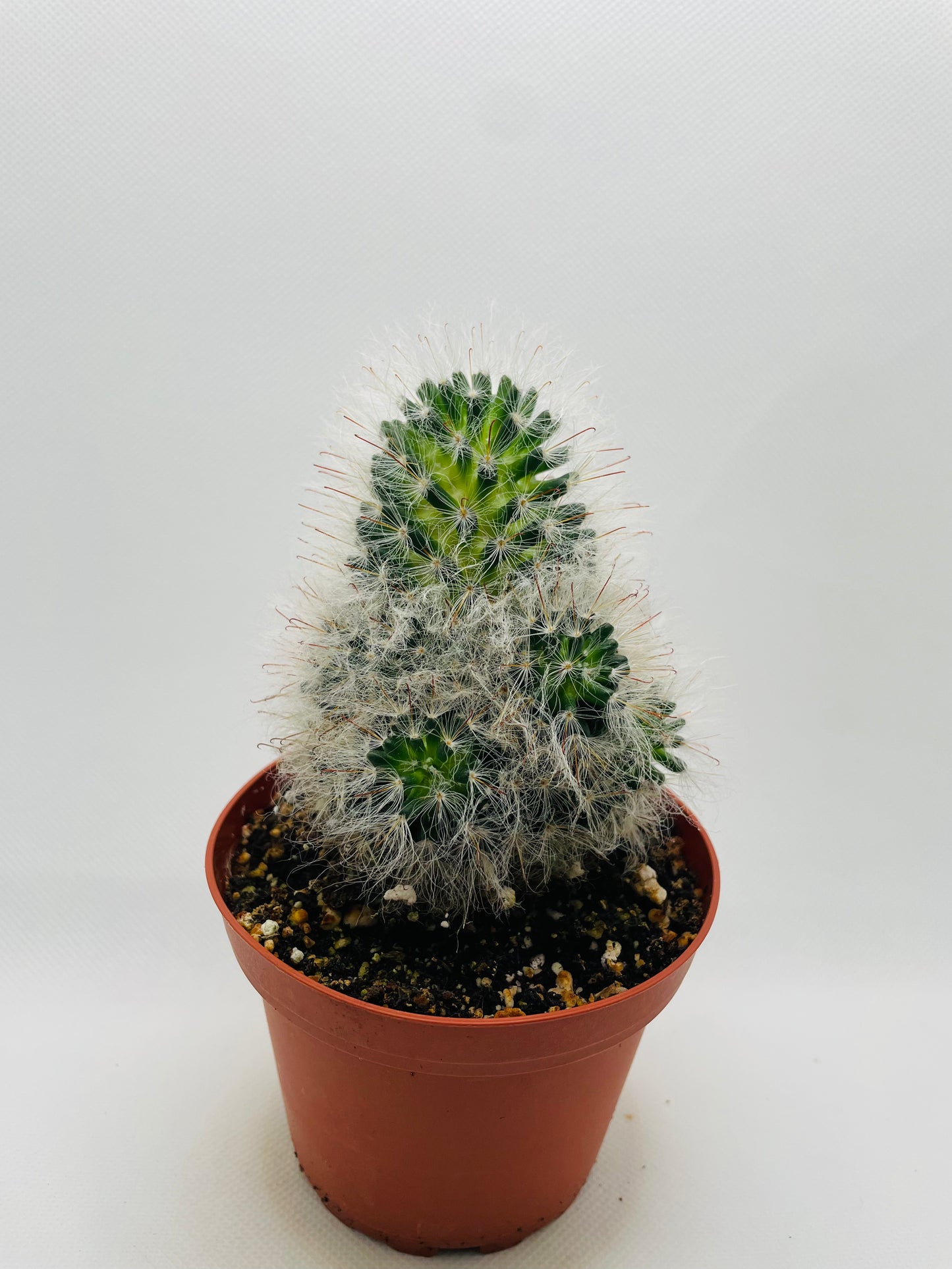 Mammillaria Bocasana 4” pot