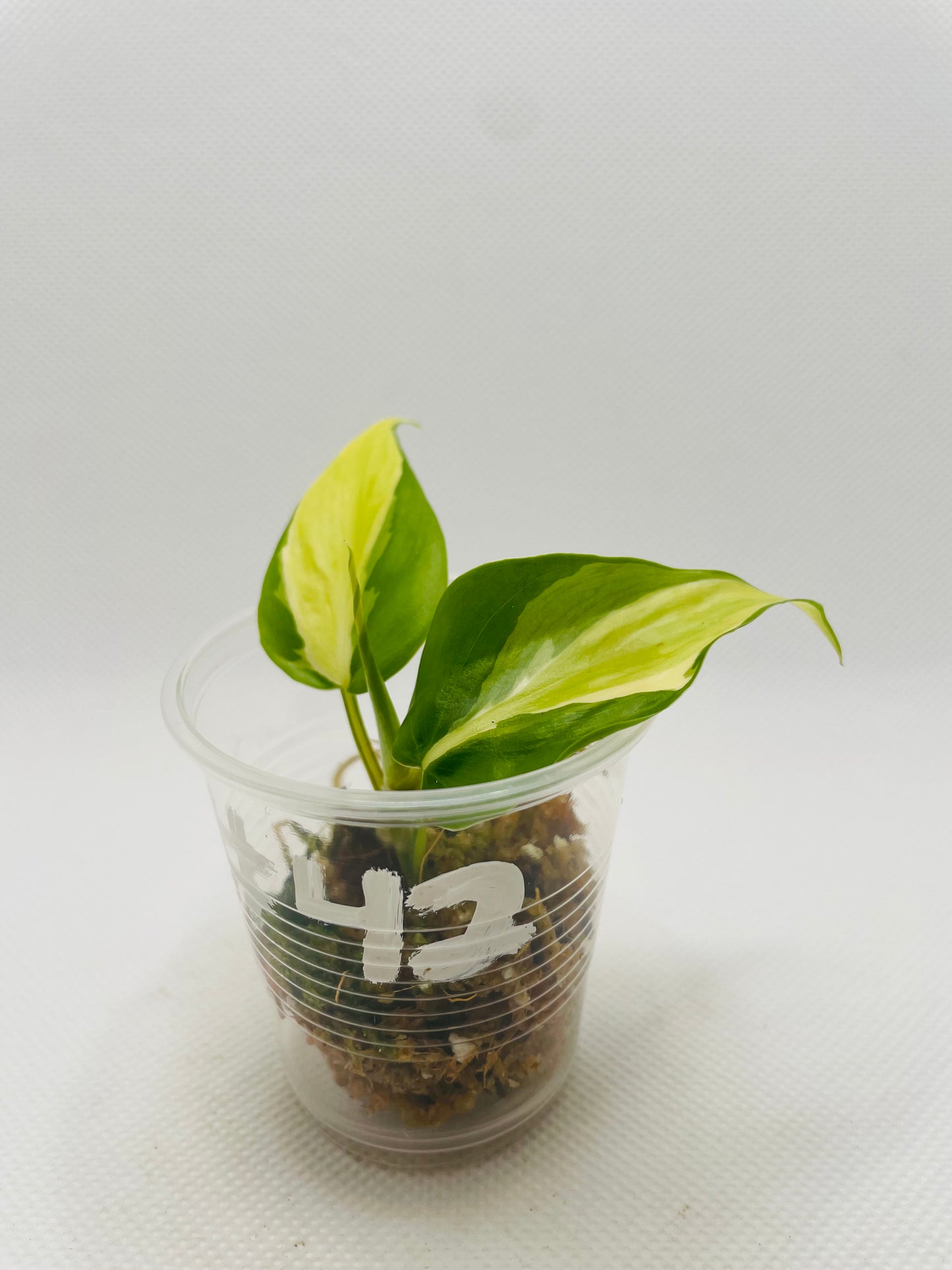 Philodendron Silver Stripe #42