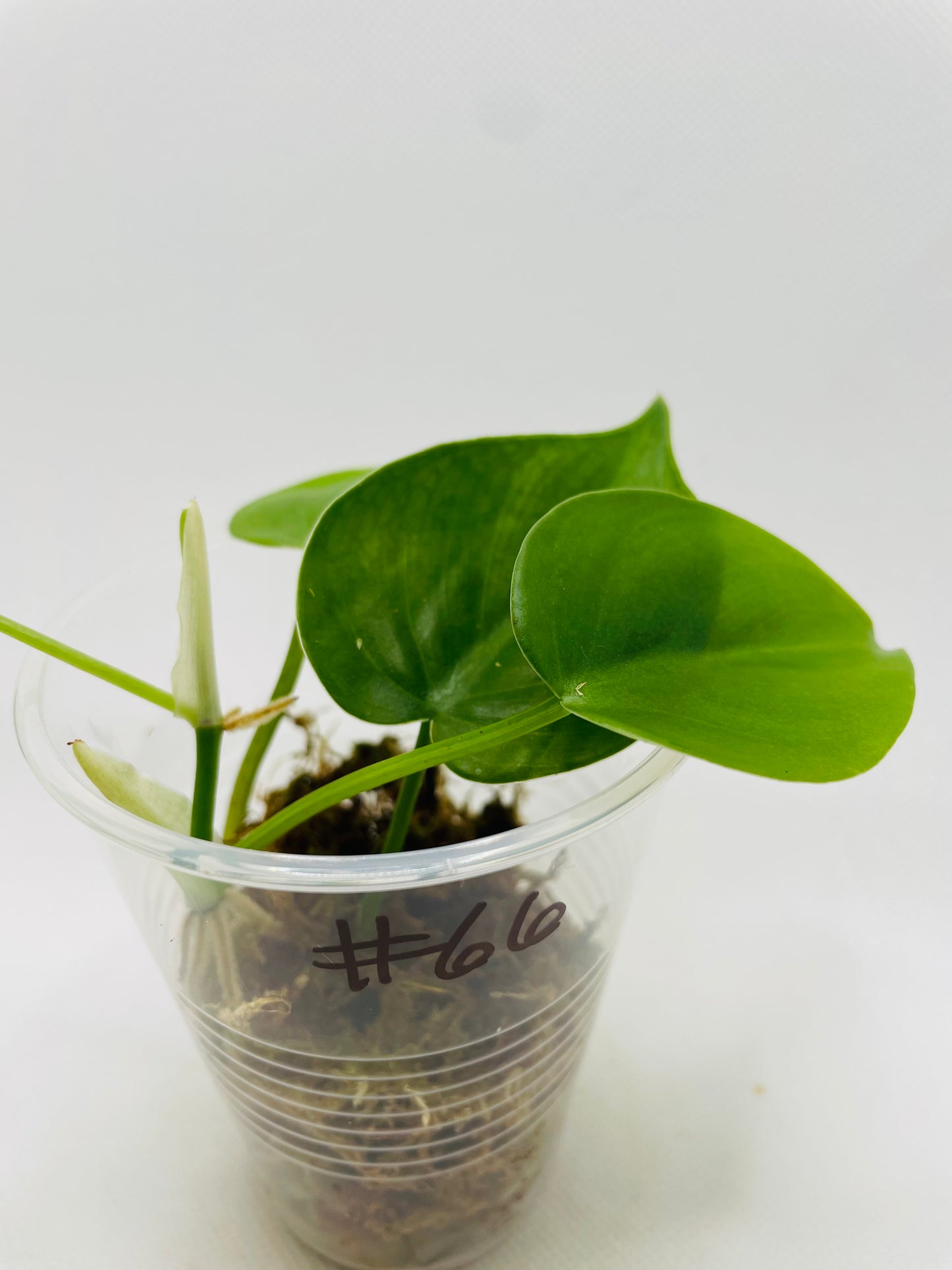 Philodendron Heartleaf #66