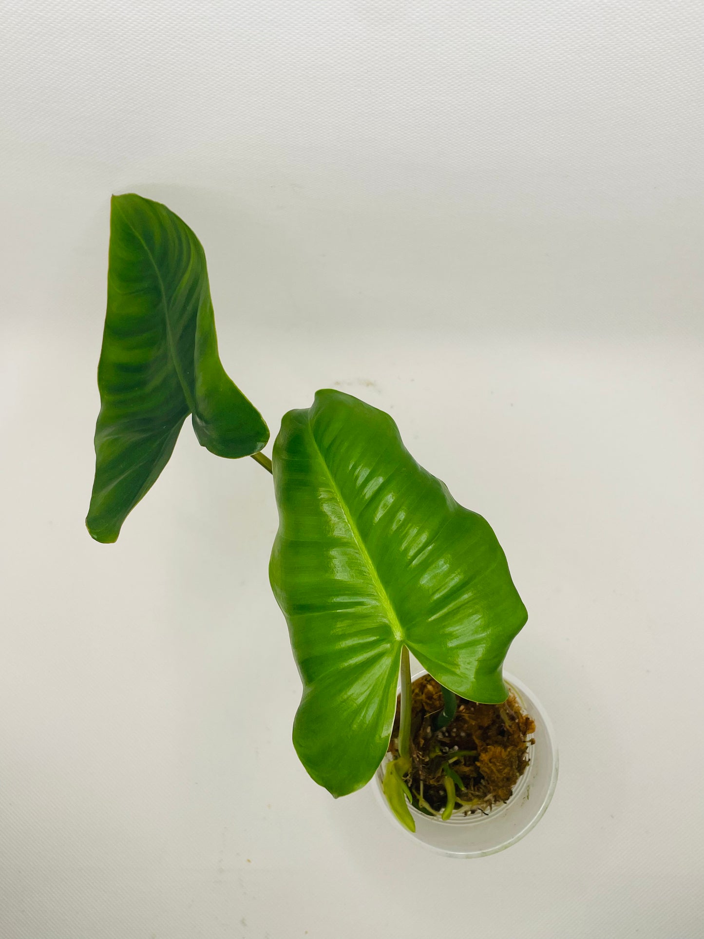 Philodendron Burle Marx (reverted) #38