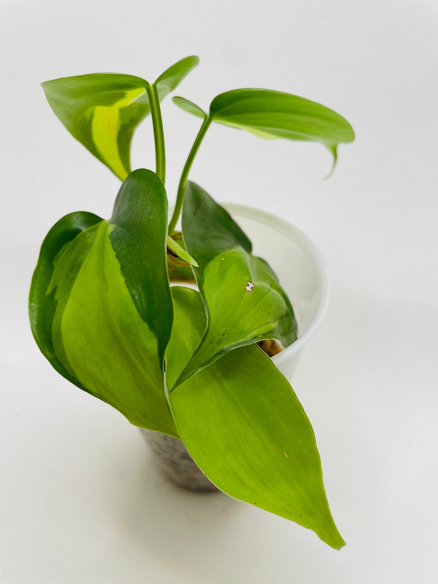 Philodendron Brazil #24