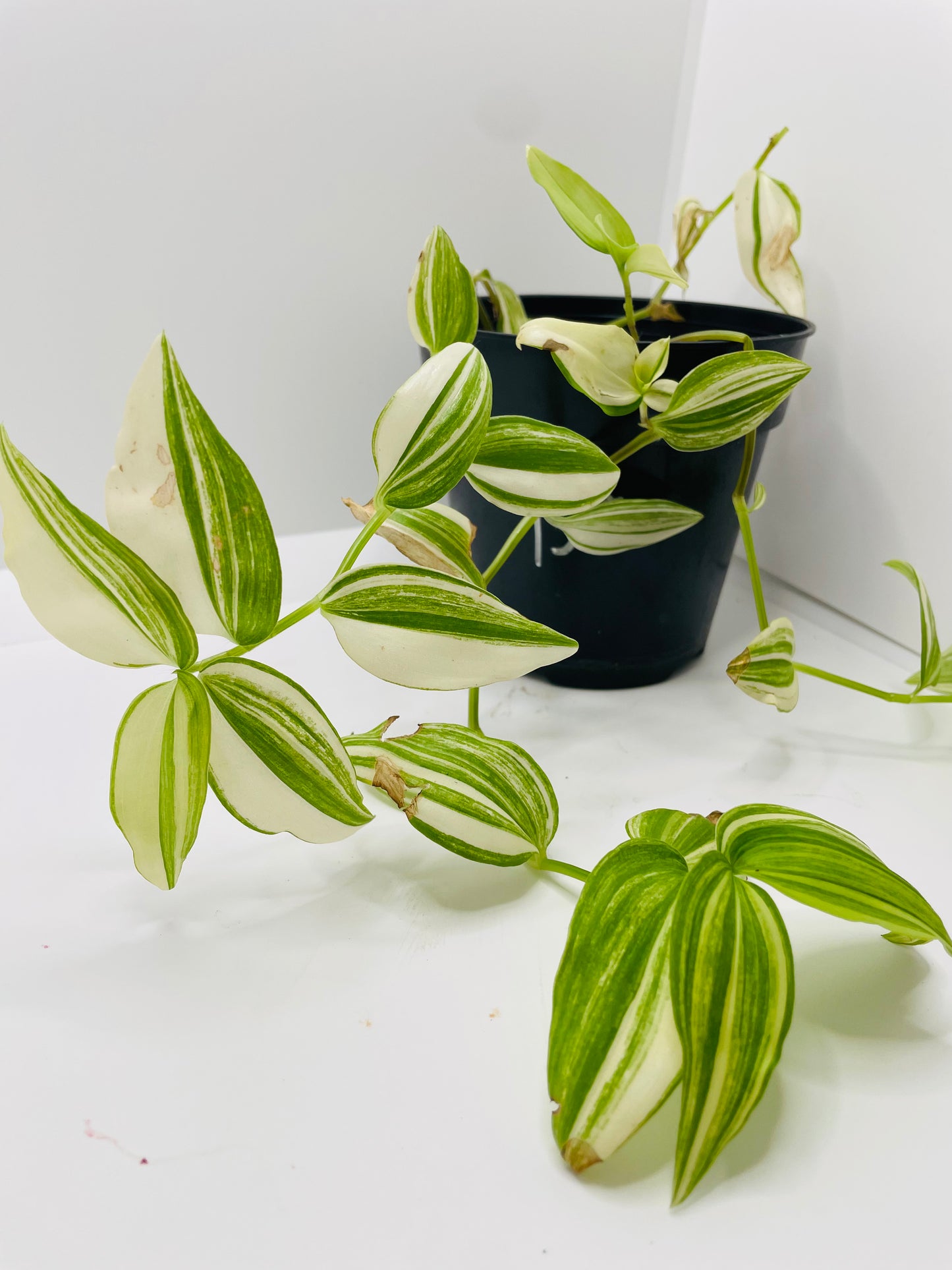 Tradescantia white