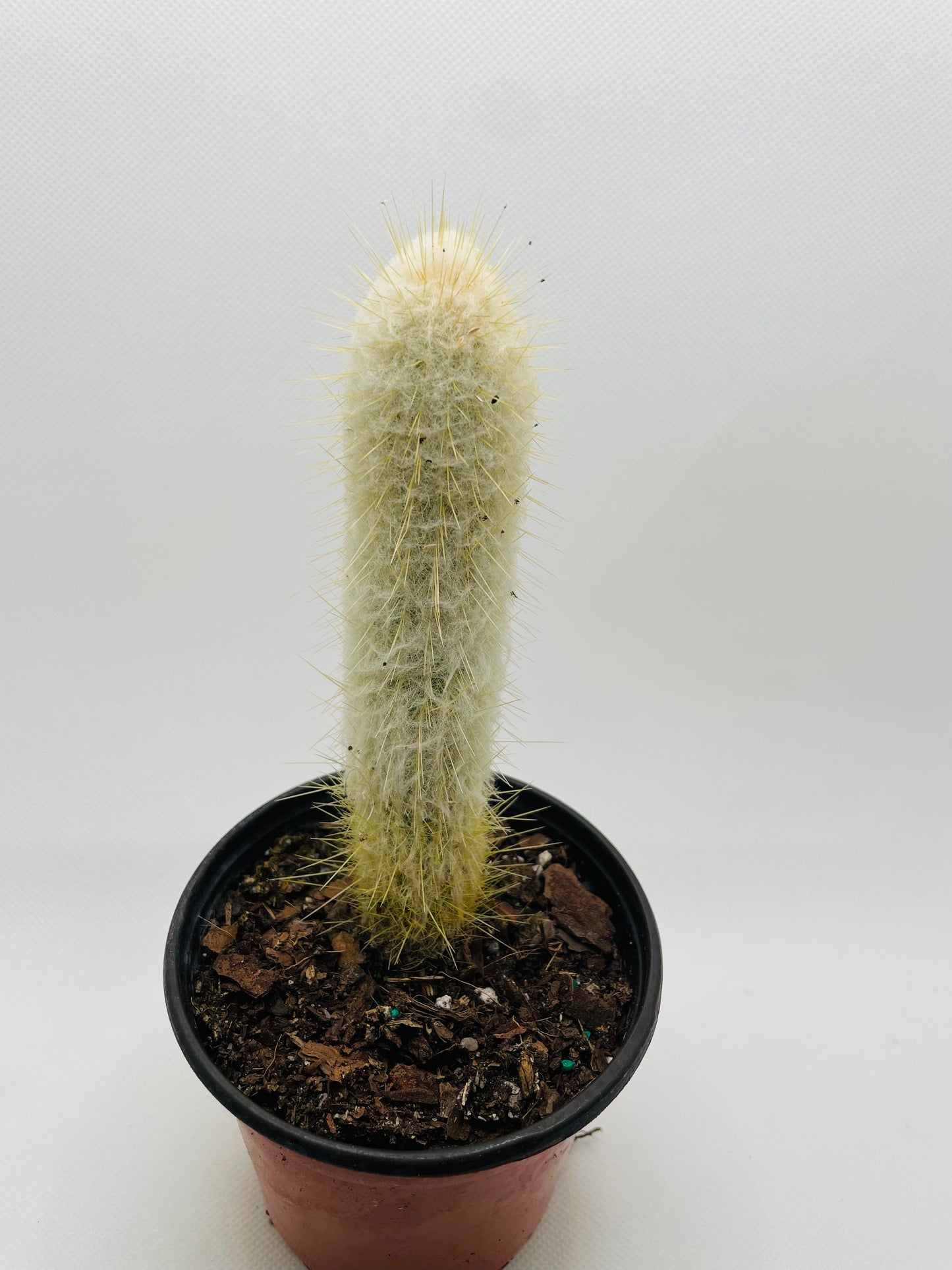 Old man cactus 4” pot