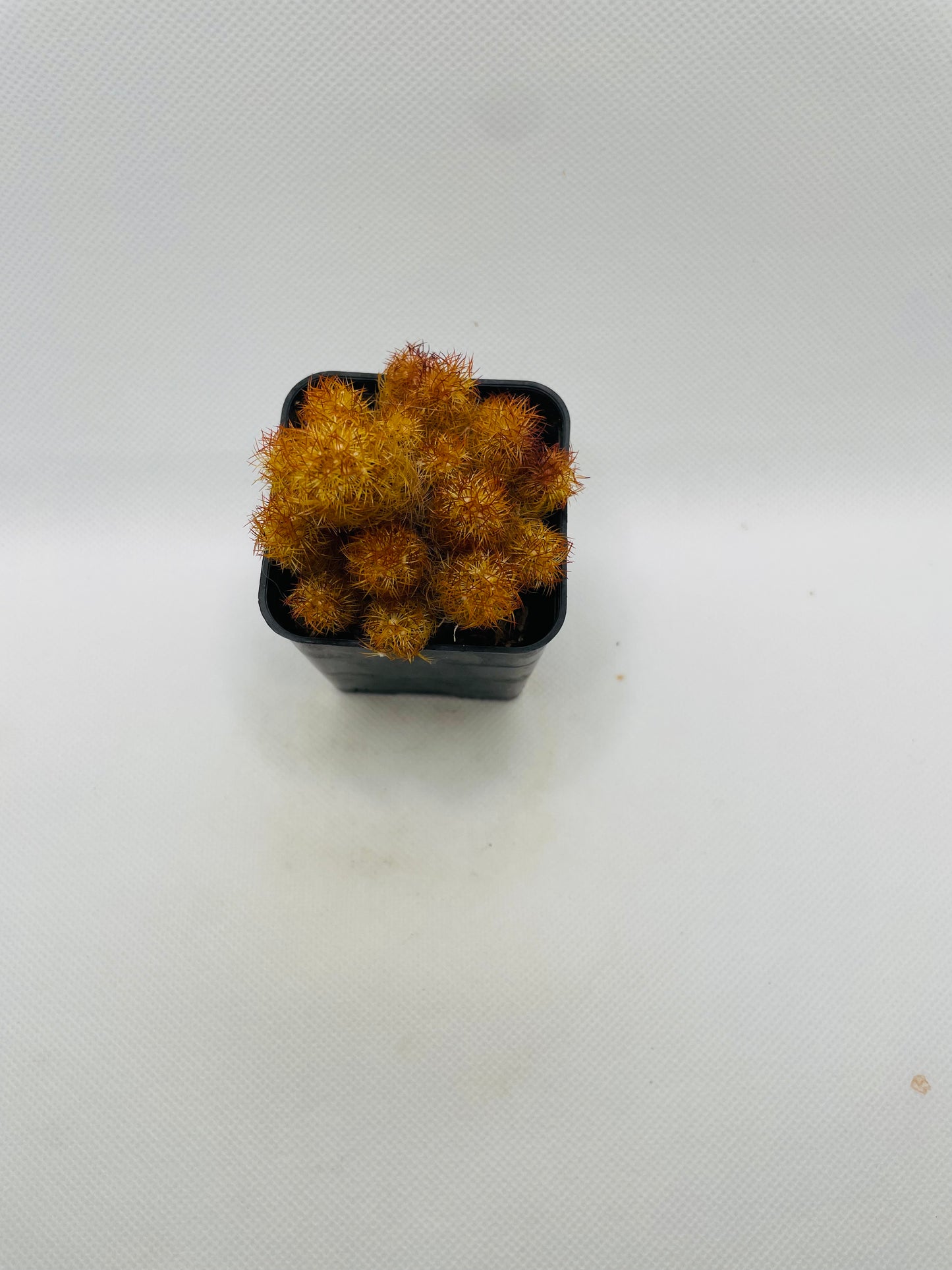 Mammillaria Elongata 3” pot