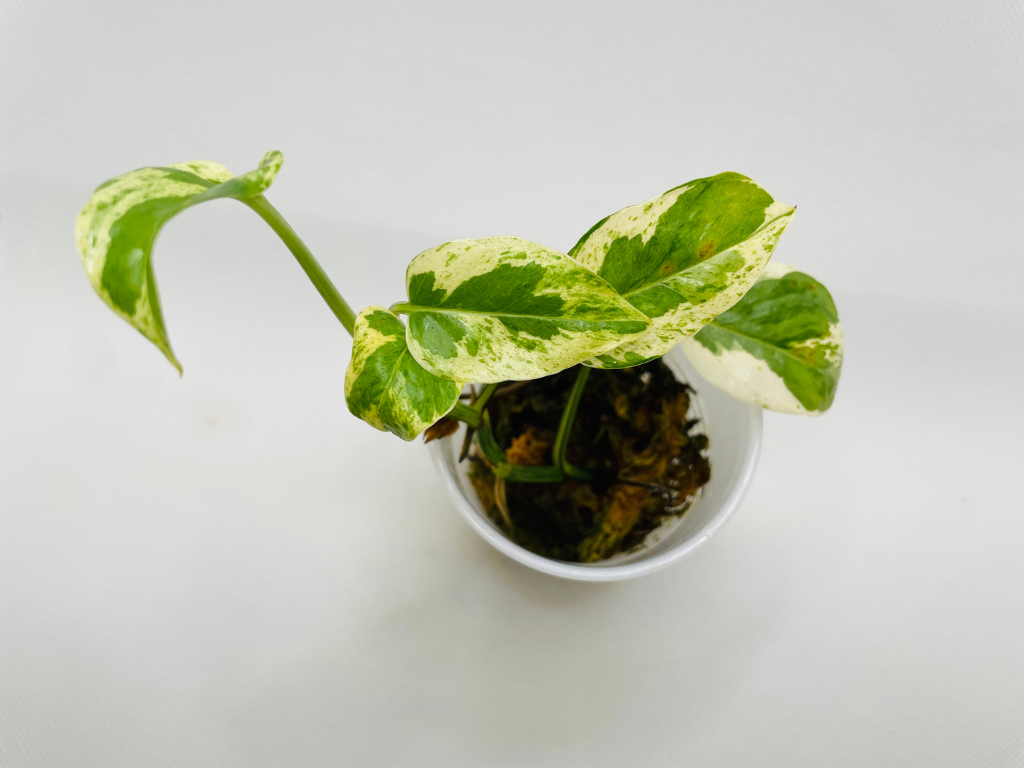 Pearl N Jade Pothos #22