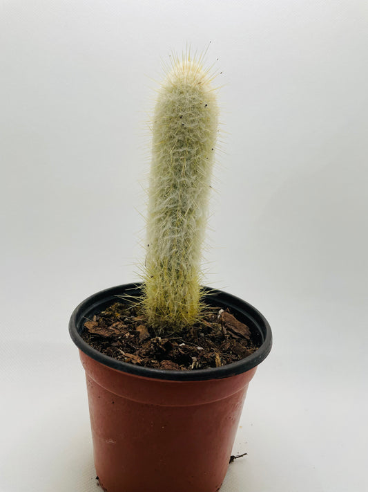 Old man cactus 4” pot