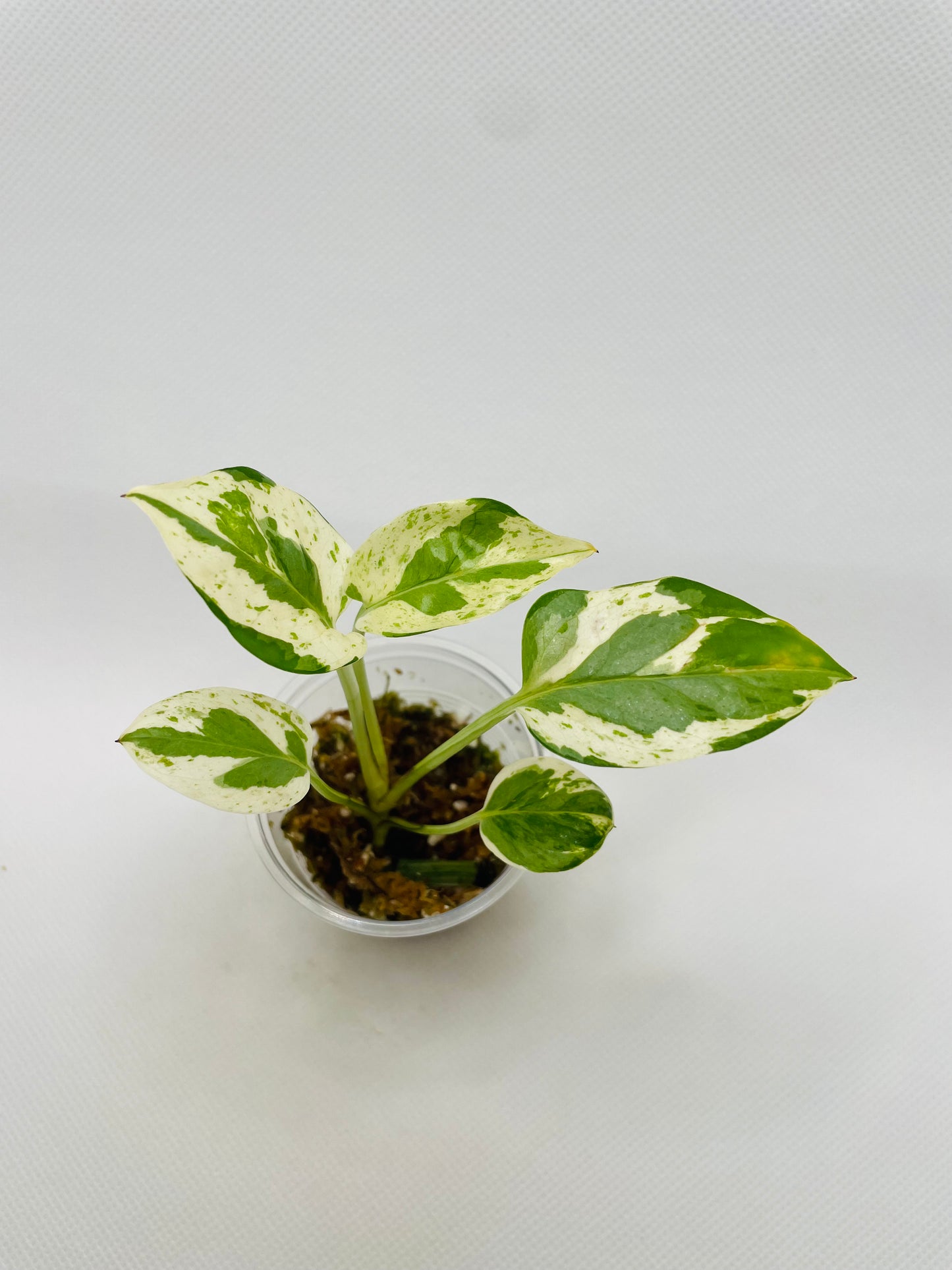 Pearl N Jade Pothos #25