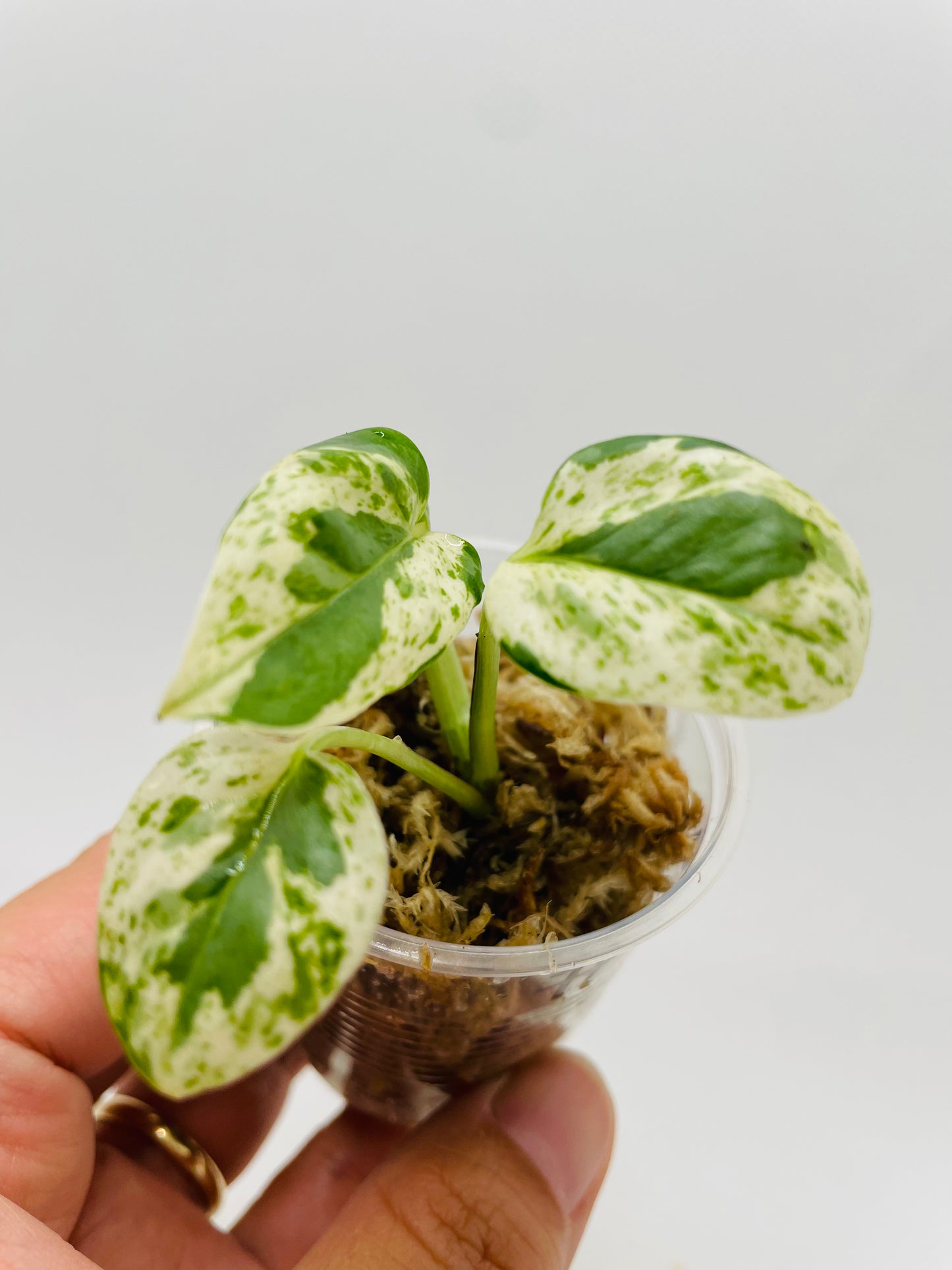 Pearl N Jade Pothos #84