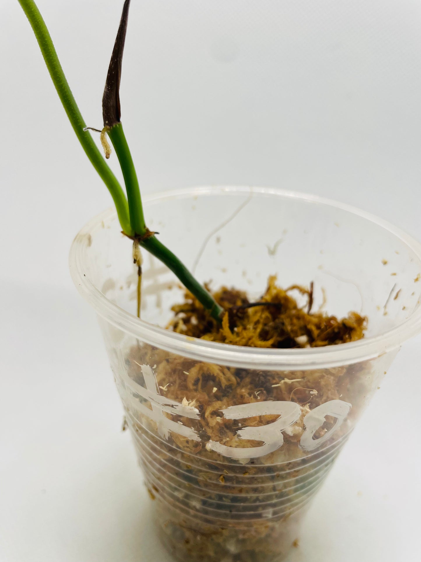 Philodendron Verrucosom #30