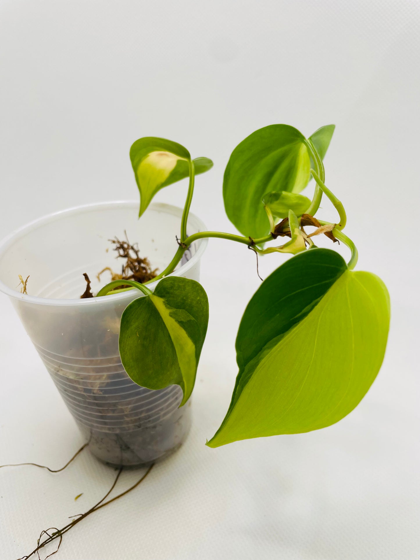 Philodendron Brazil #68