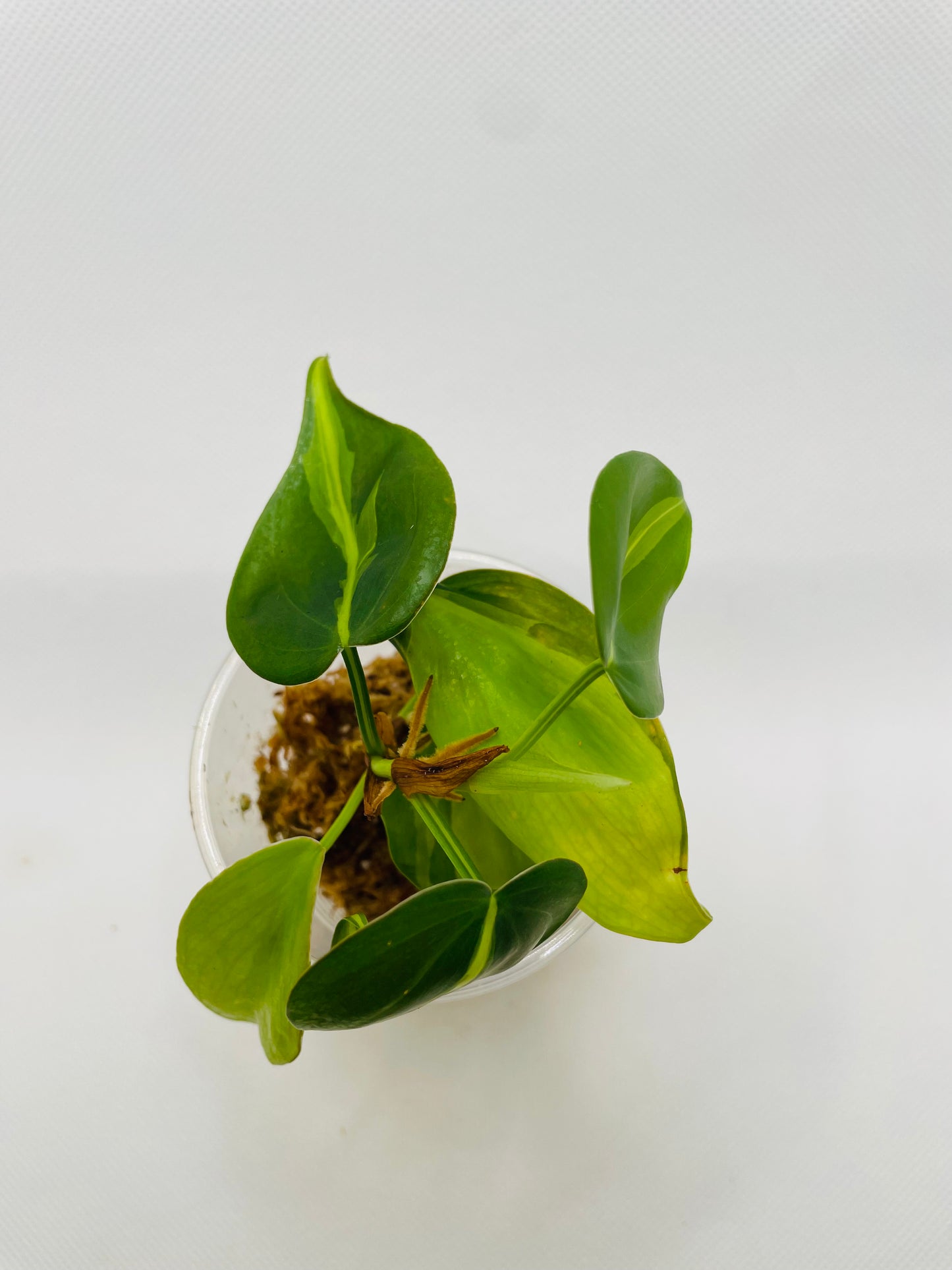 Philodendron Brazil #31