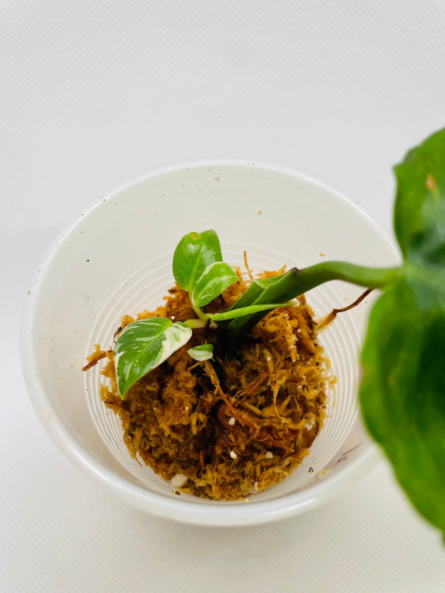 Philodendron White Princess #21