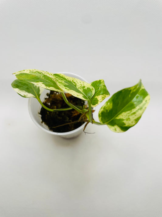 Pearl N Jade Pothos #22