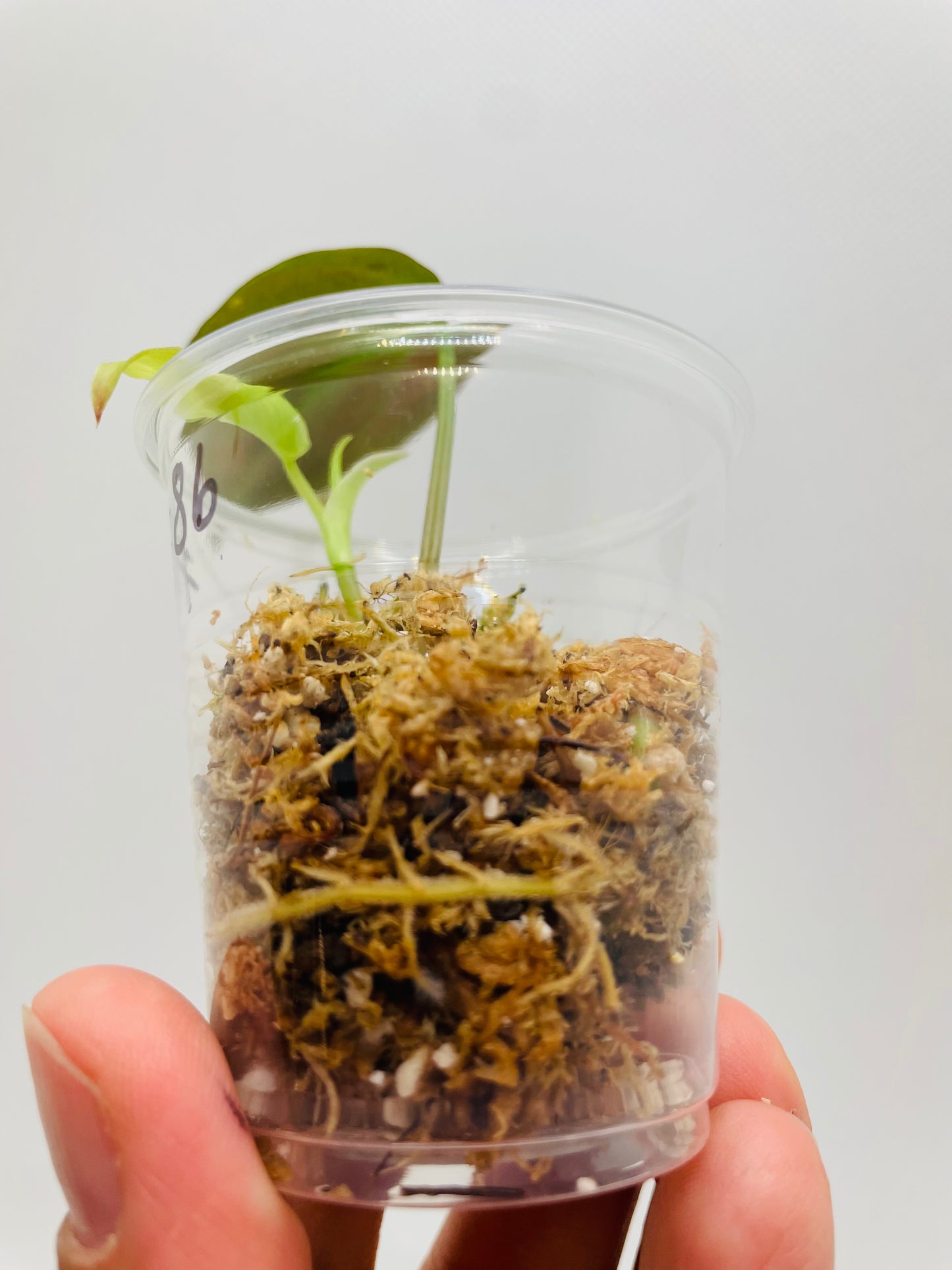 Philodendron Micans #86