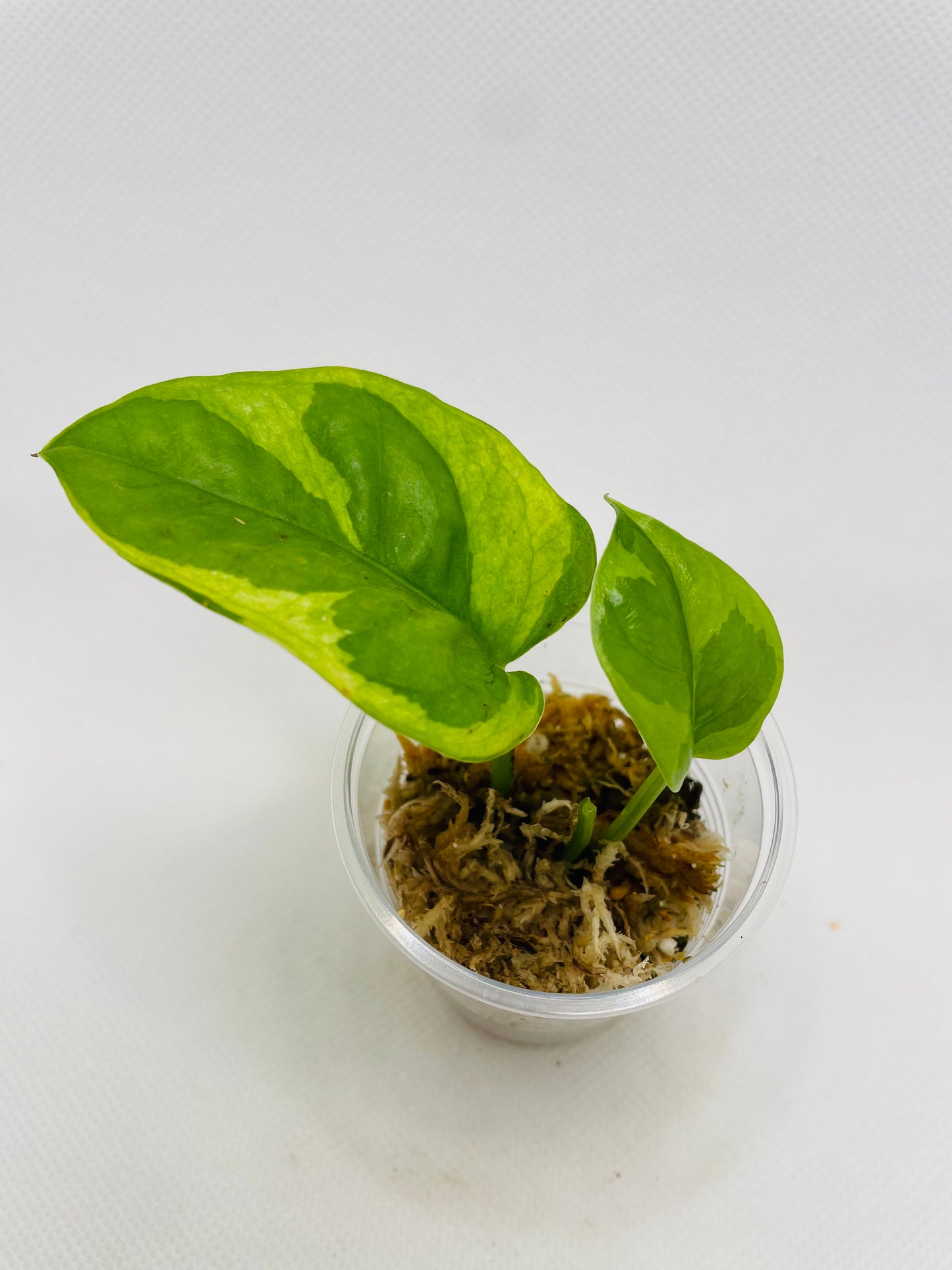 Lemon Meringue Pothos #90