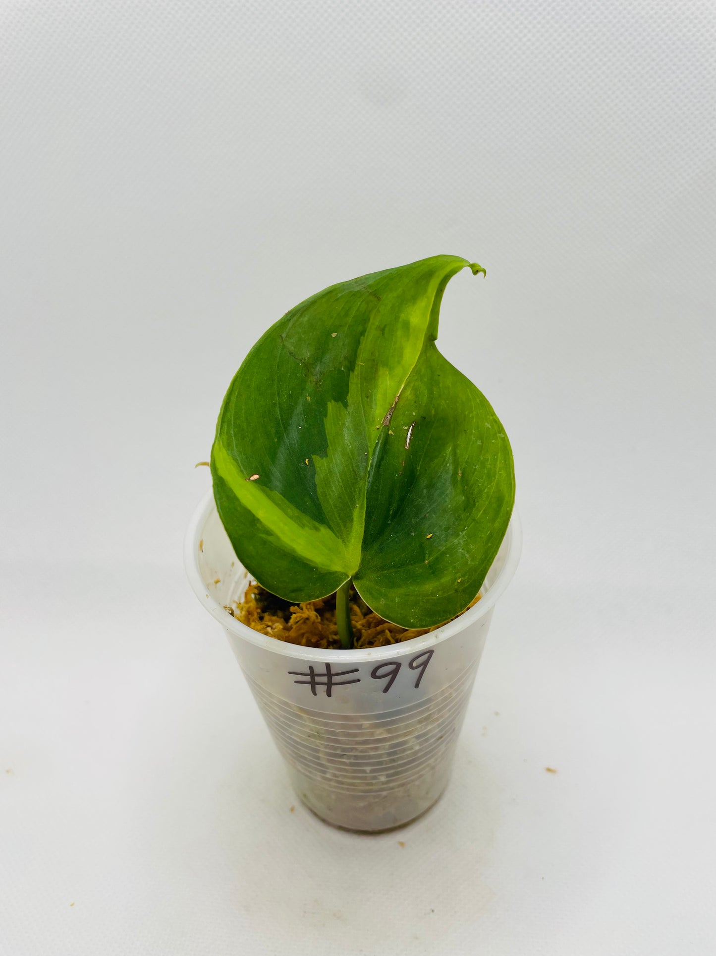 Philodendron Brazil #99