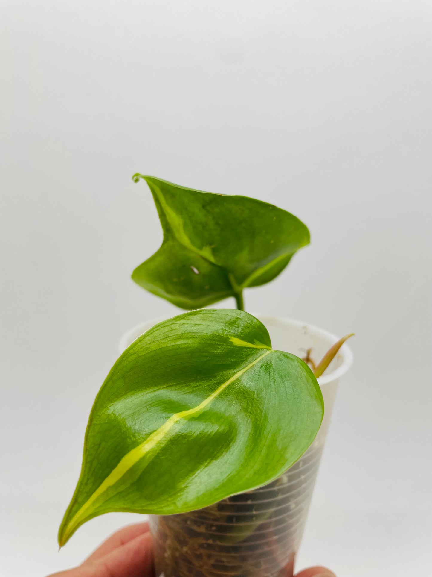 Philodendron Brazil #99