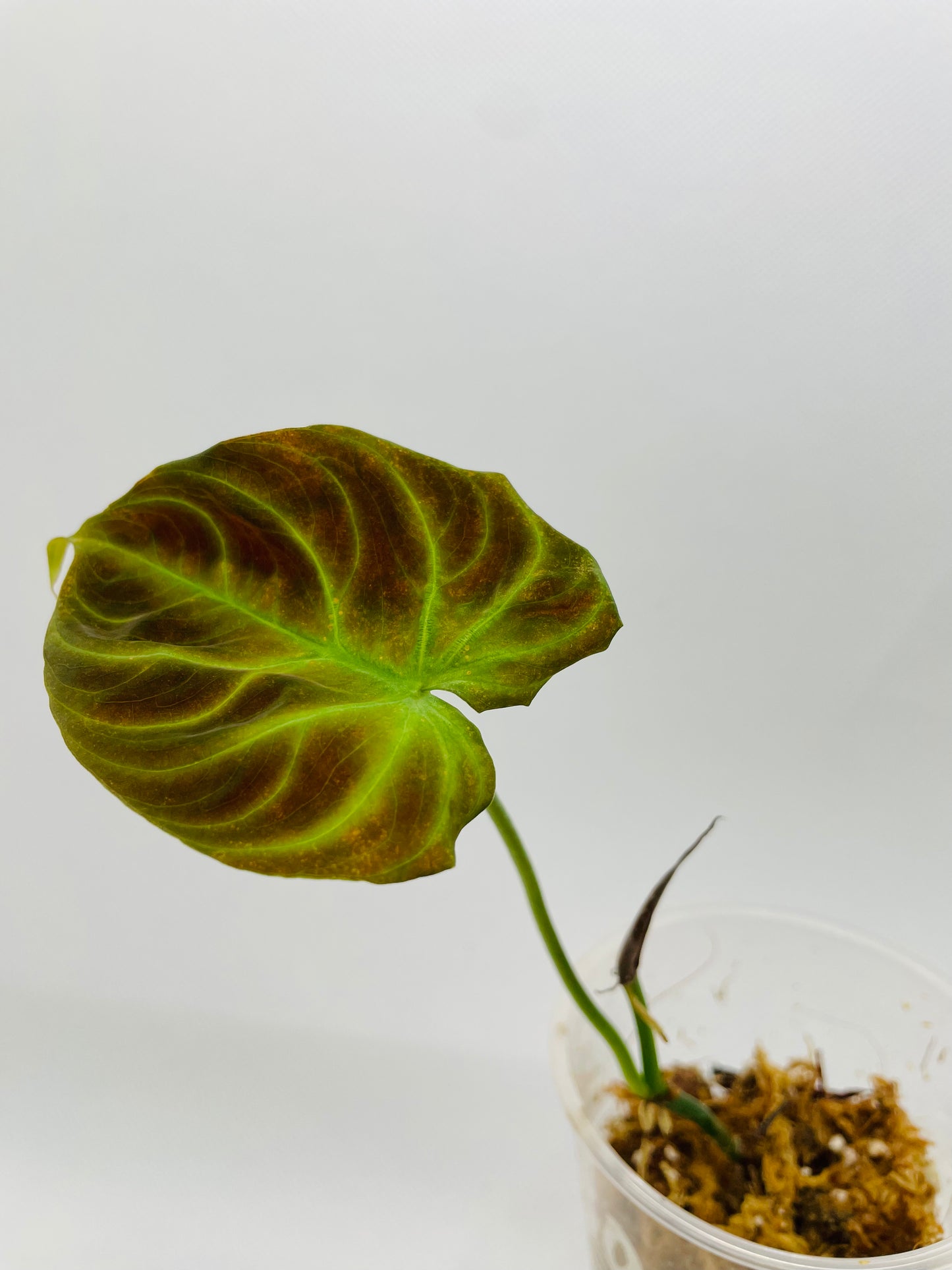 Philodendron Verrucosom #30
