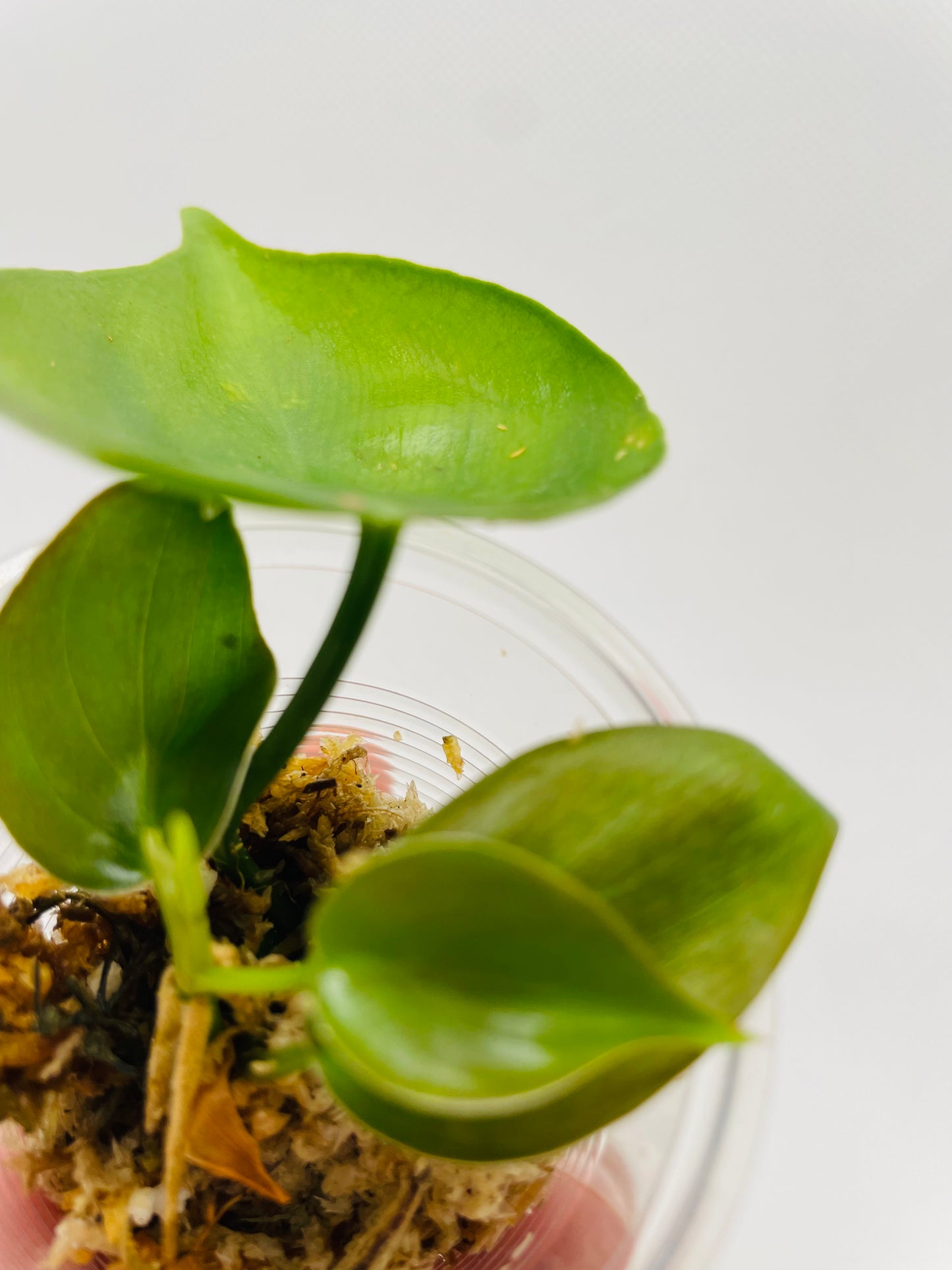 Philodendron Heartleaf #88