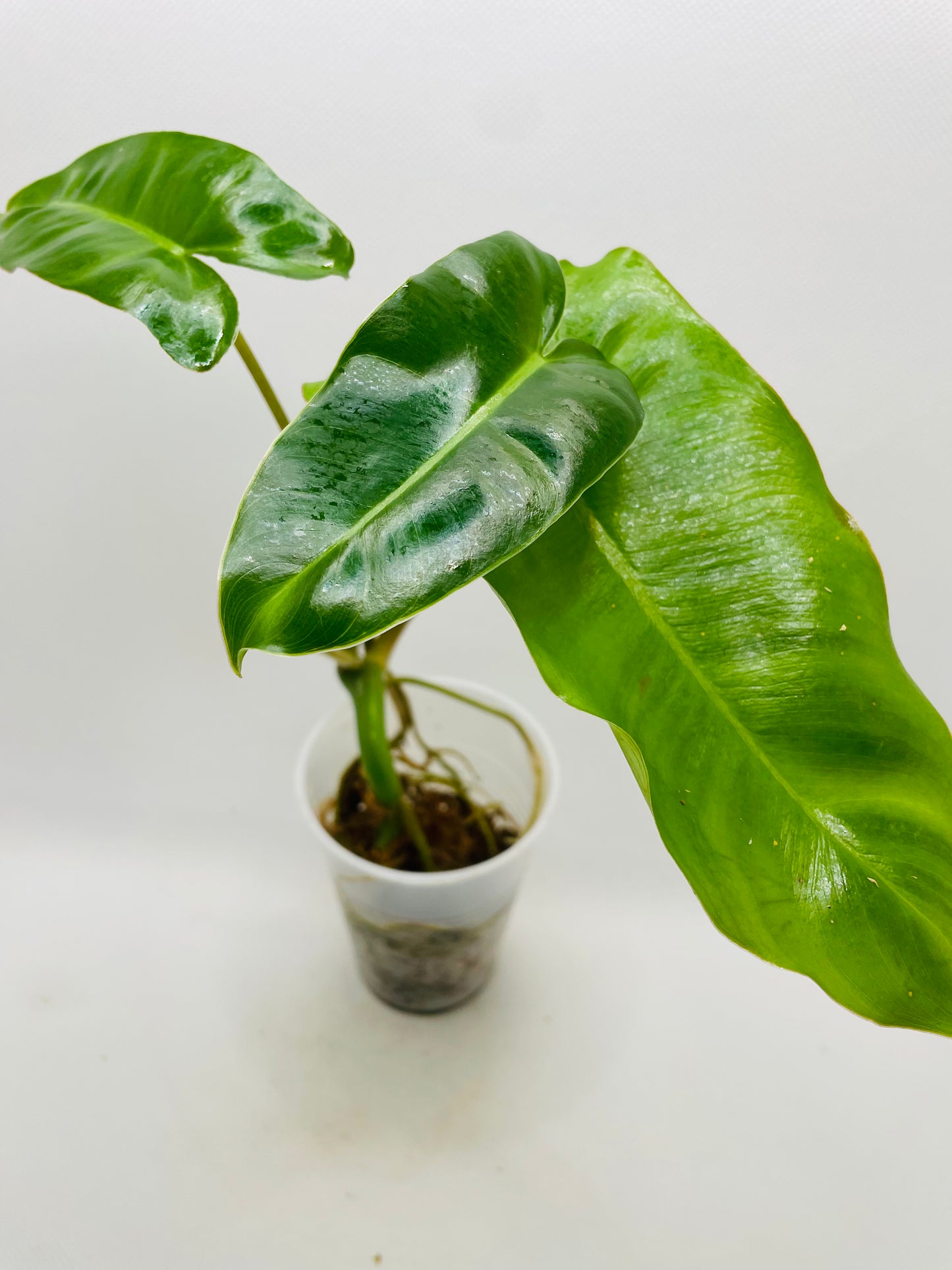 Philodendron Burle Marx #60