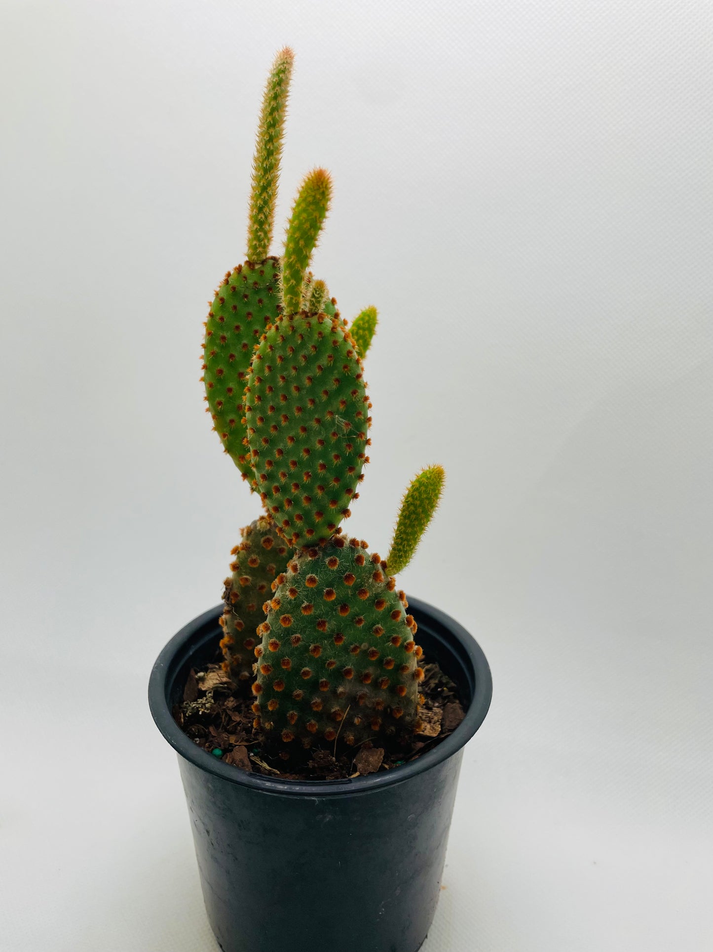 Bunny Ears cactus 4” pot