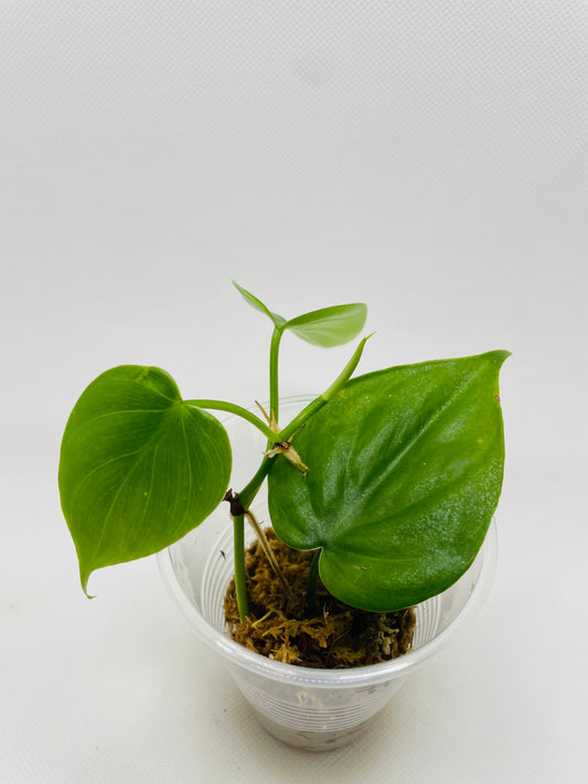 Philodendron Heartleaf #71