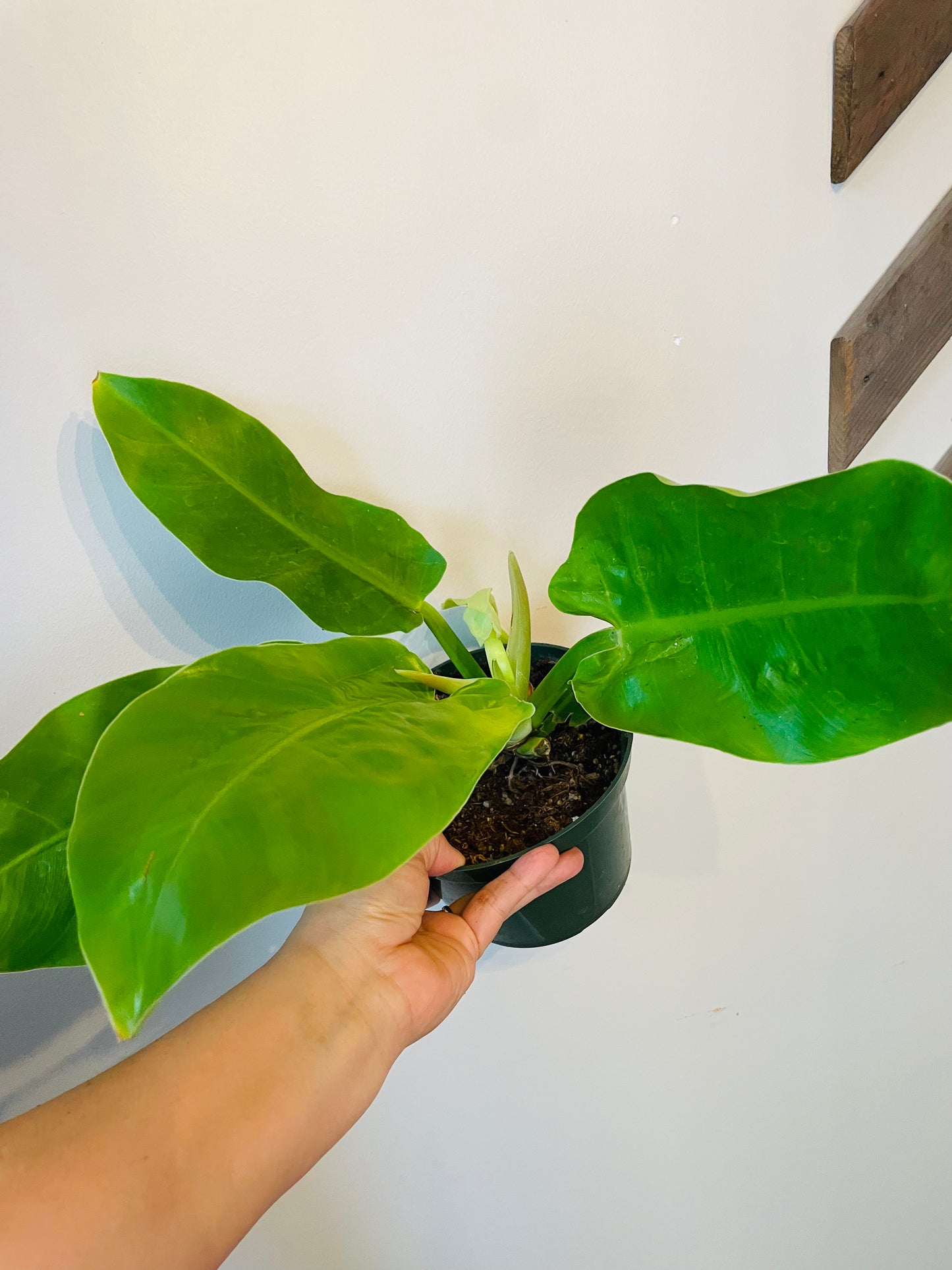 Philodendron Moonlight