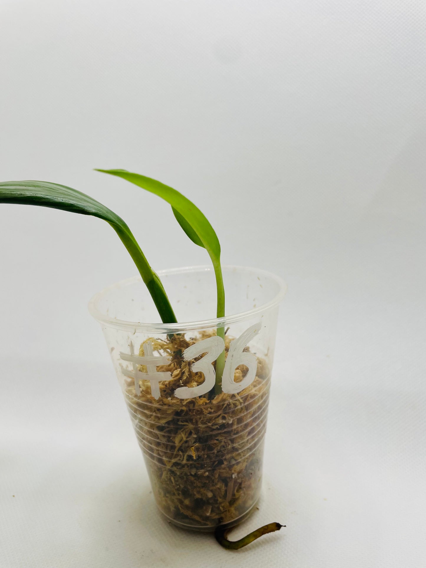 Epipremnum Amplissimum Silver #36