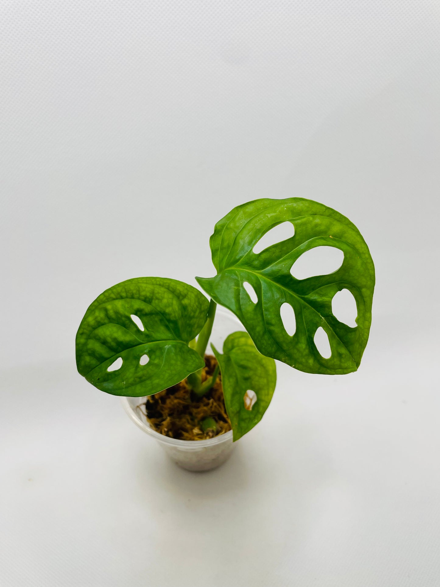 Monstera Adansonii wideform #6