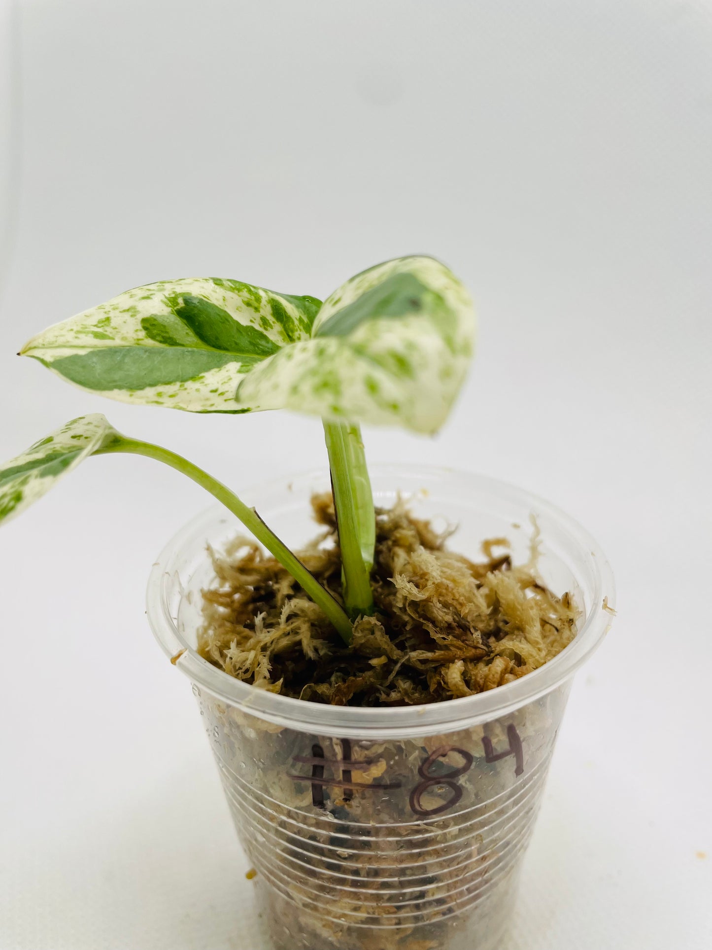 Pearl N Jade Pothos #84