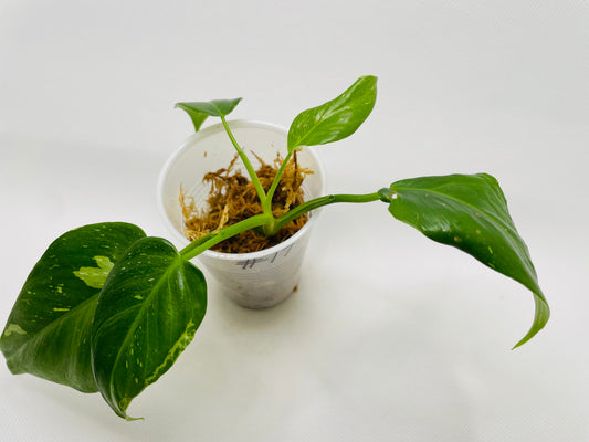 Philodendron White Princess #17