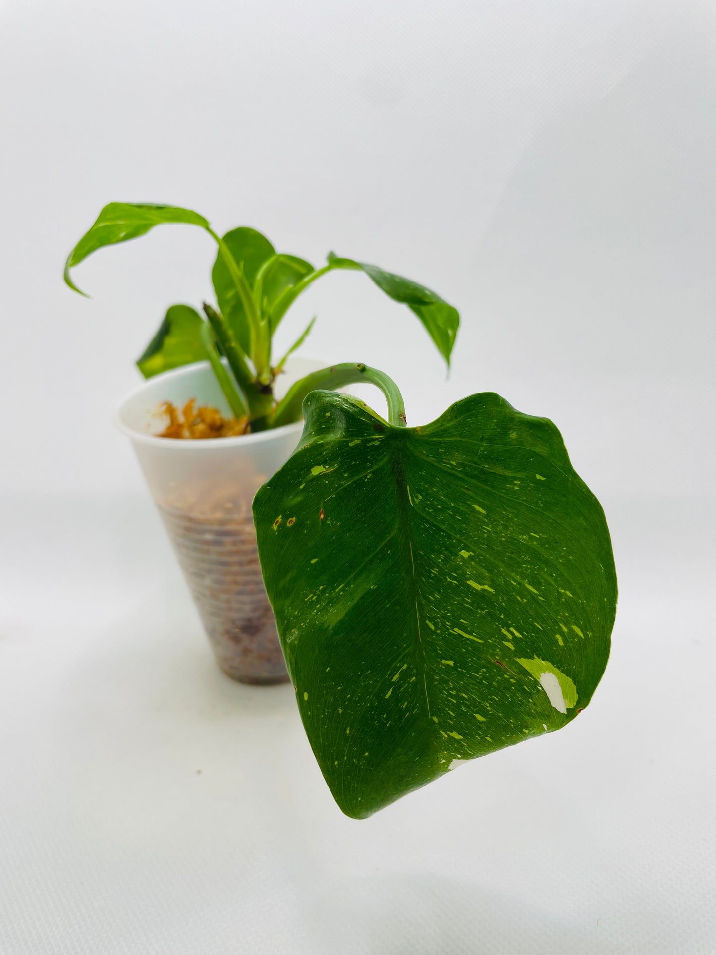 Philodendron White Princess #14