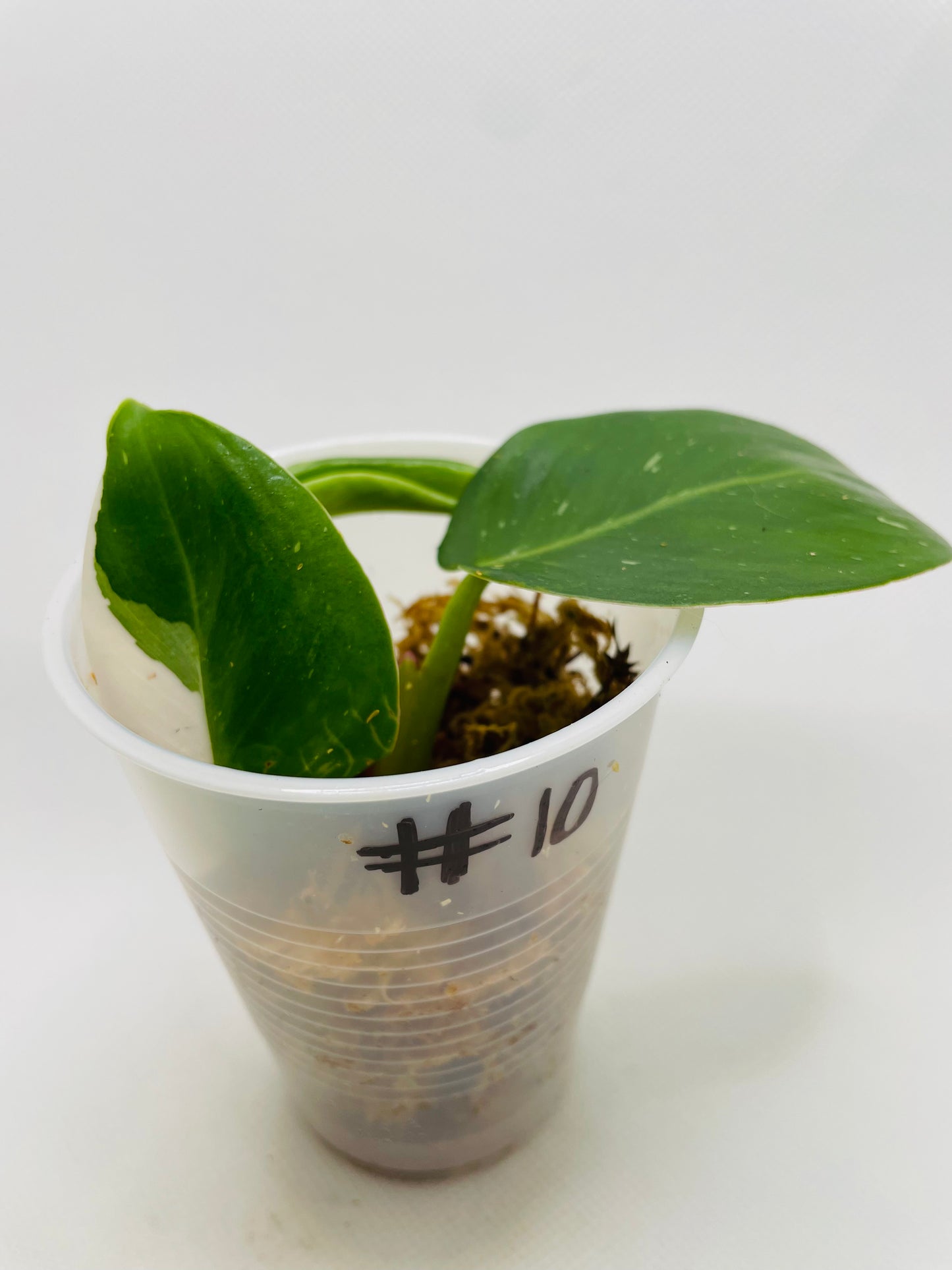 Philodendron White Princess #10