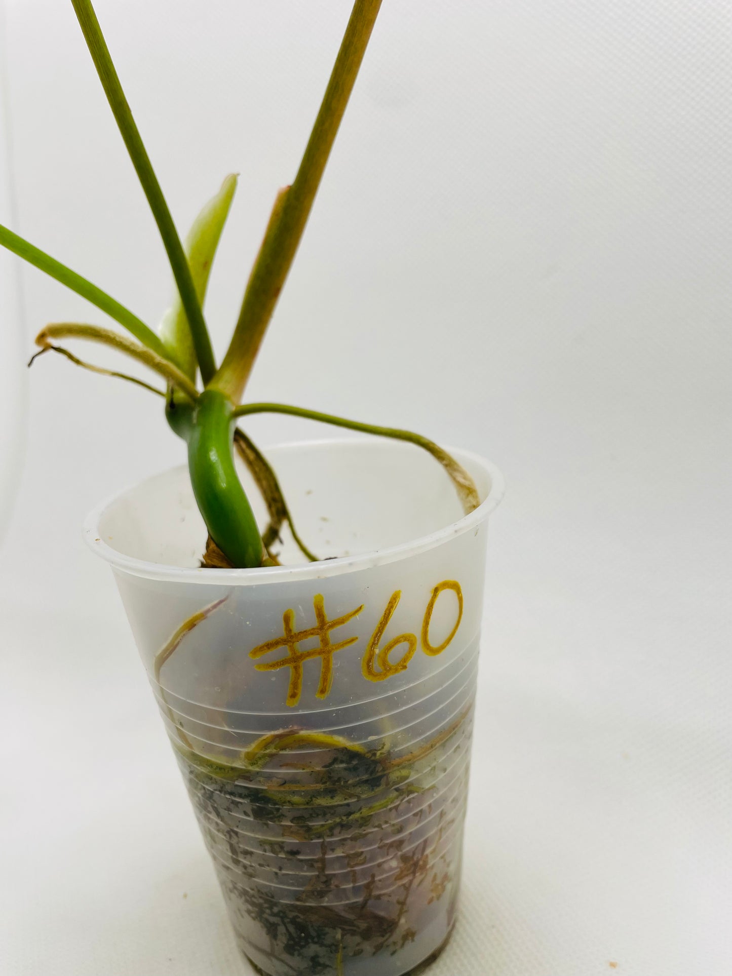 Philodendron Burle Marx #60