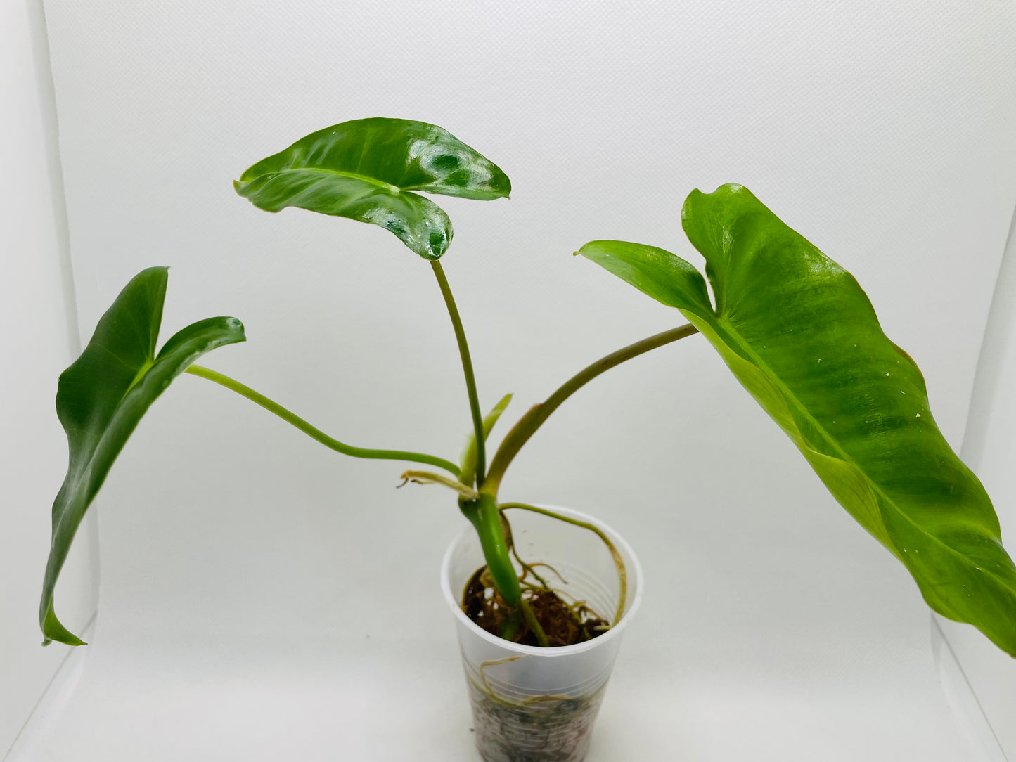 Philodendron Burle Marx #60