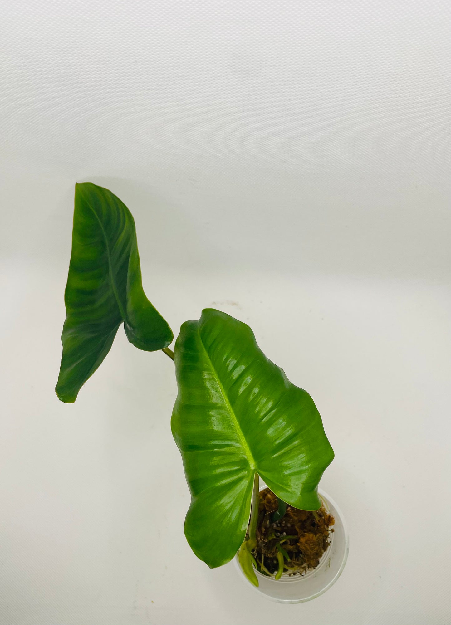 Philodendron Burle Marx (reverted) #38