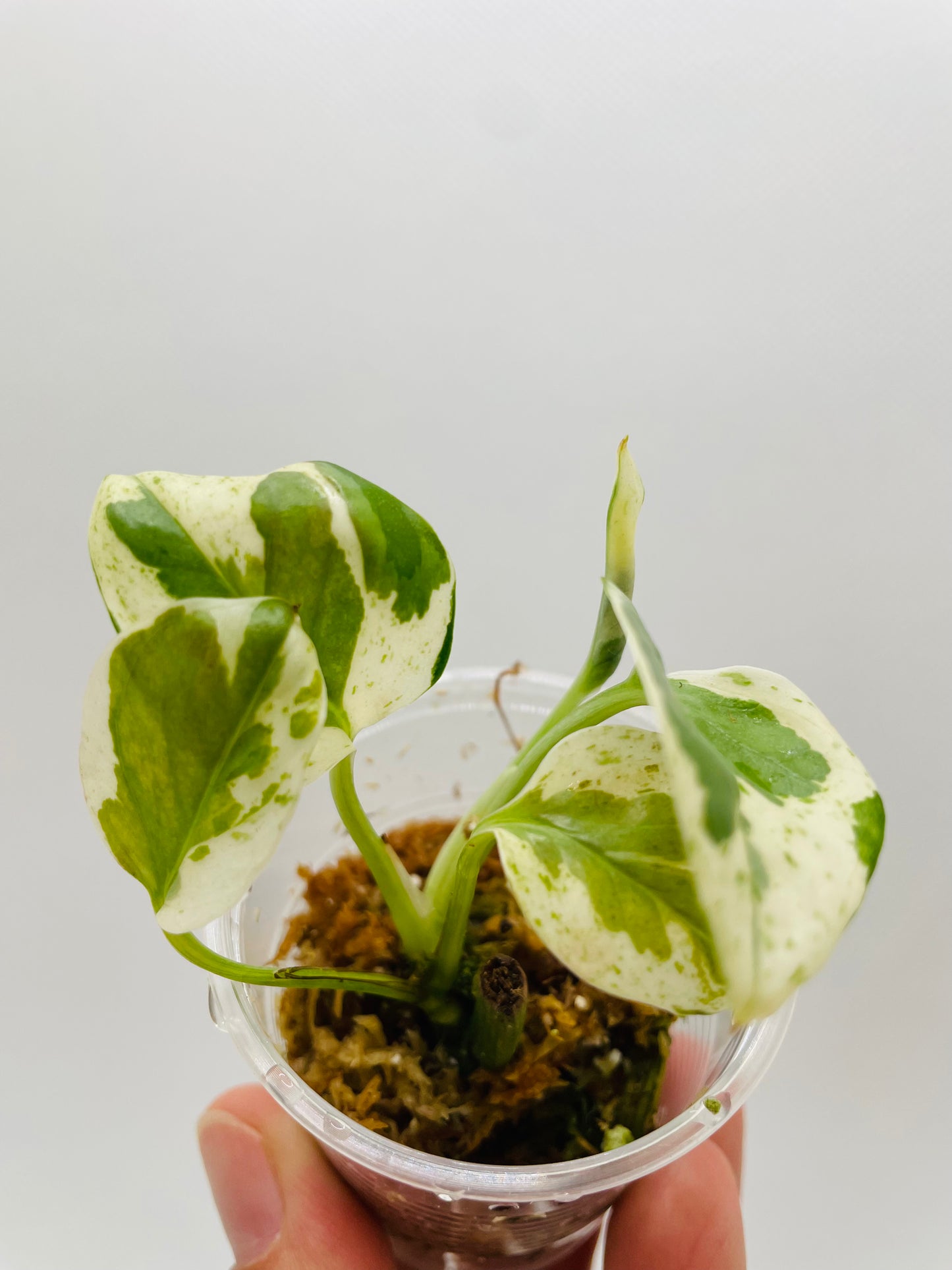 Pearl N Jade Pothos #87