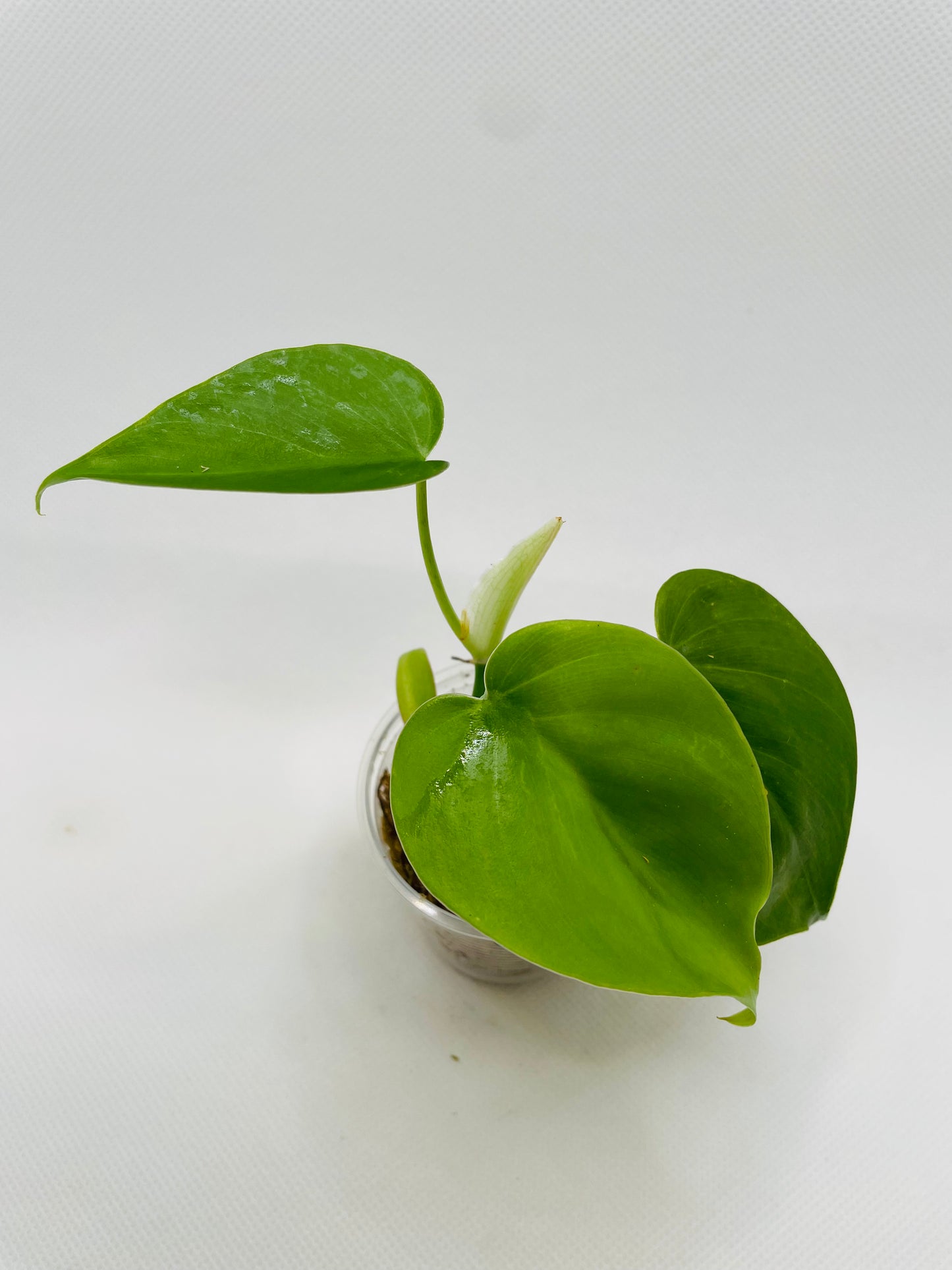 Philodendron Heartleaf #67