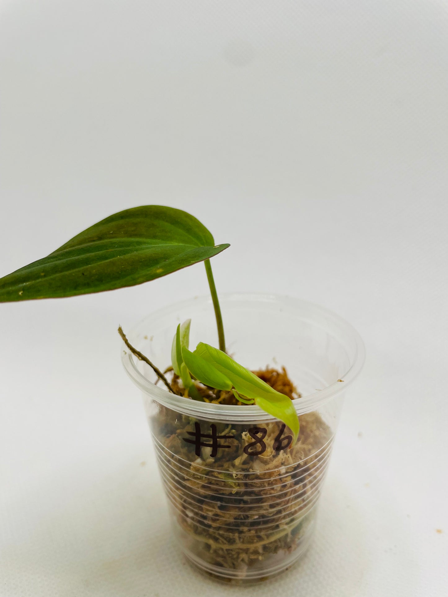 Philodendron Micans #86