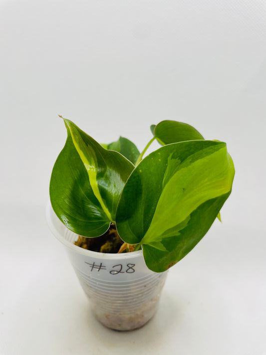 Philodendron Brazil #28