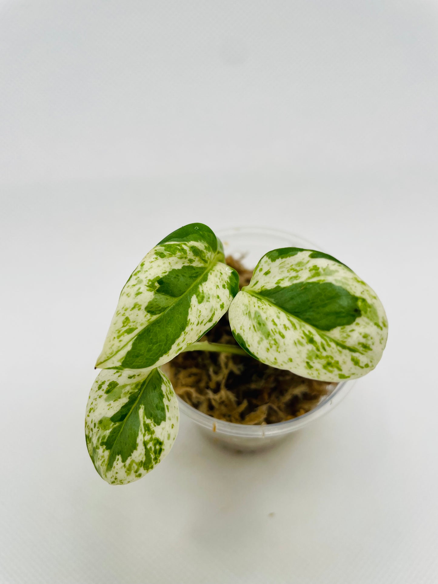 Pearl N Jade Pothos #84