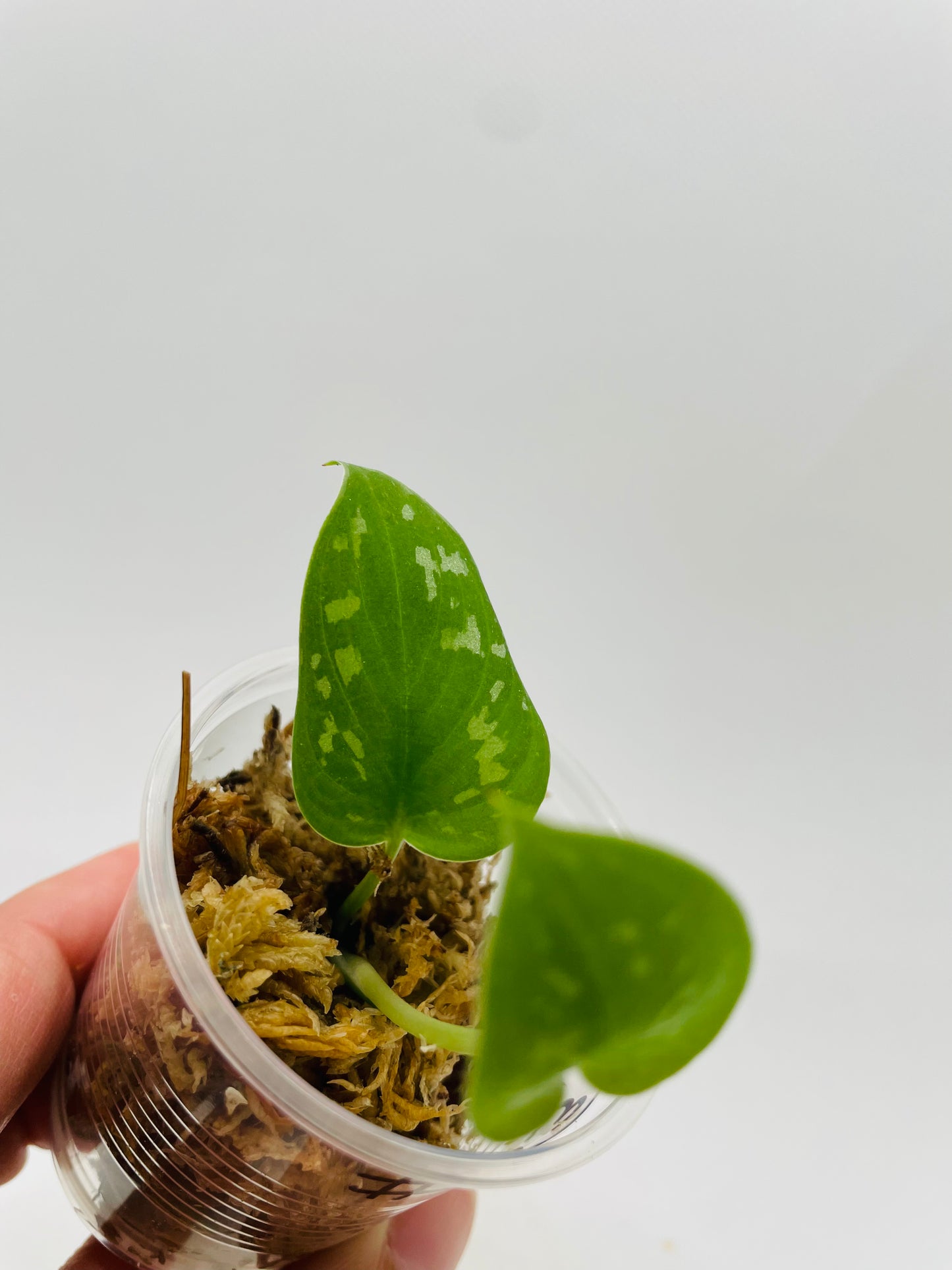 Silver Satin Pothos #83