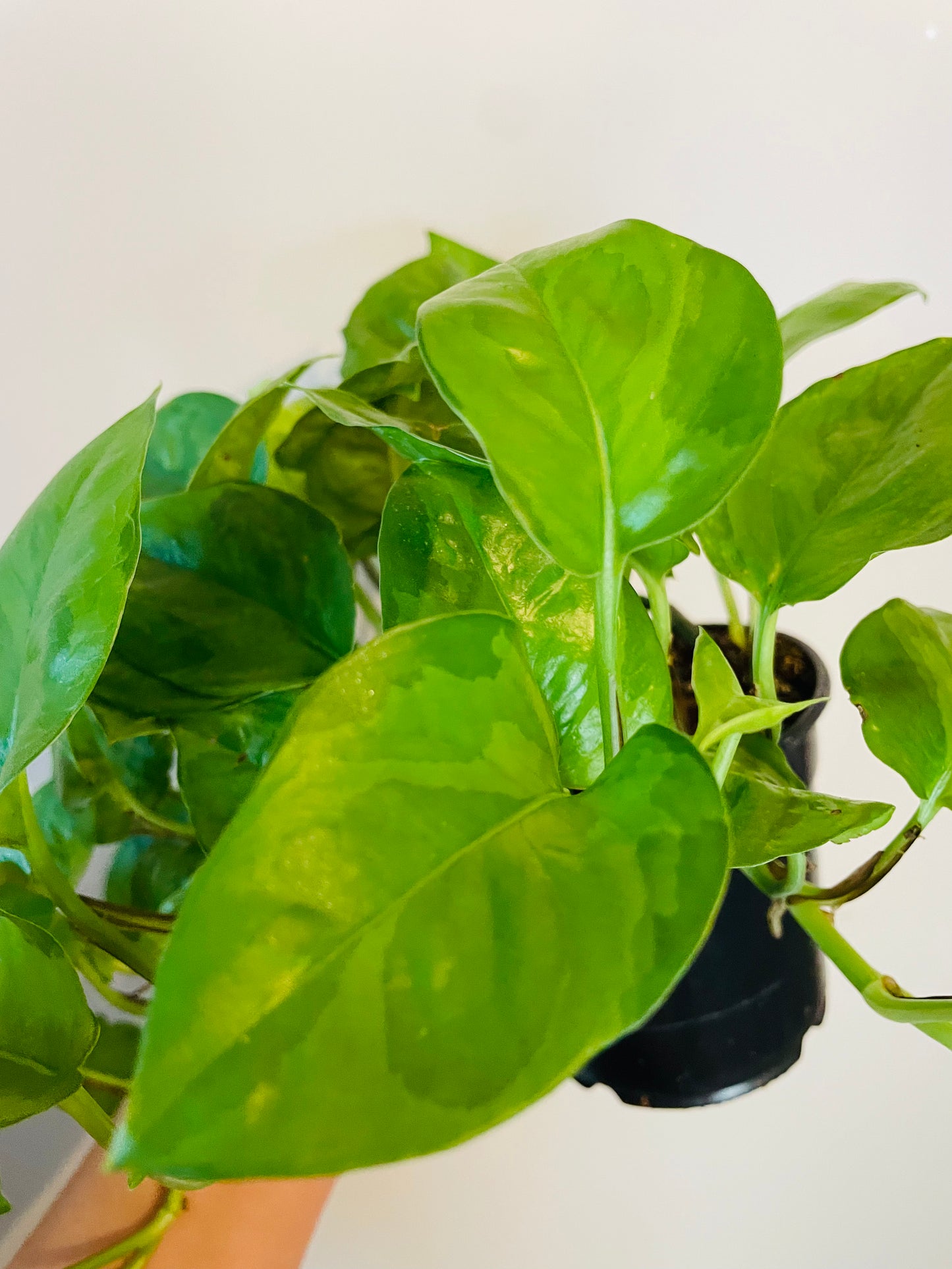 Lemon Merangue Pothos