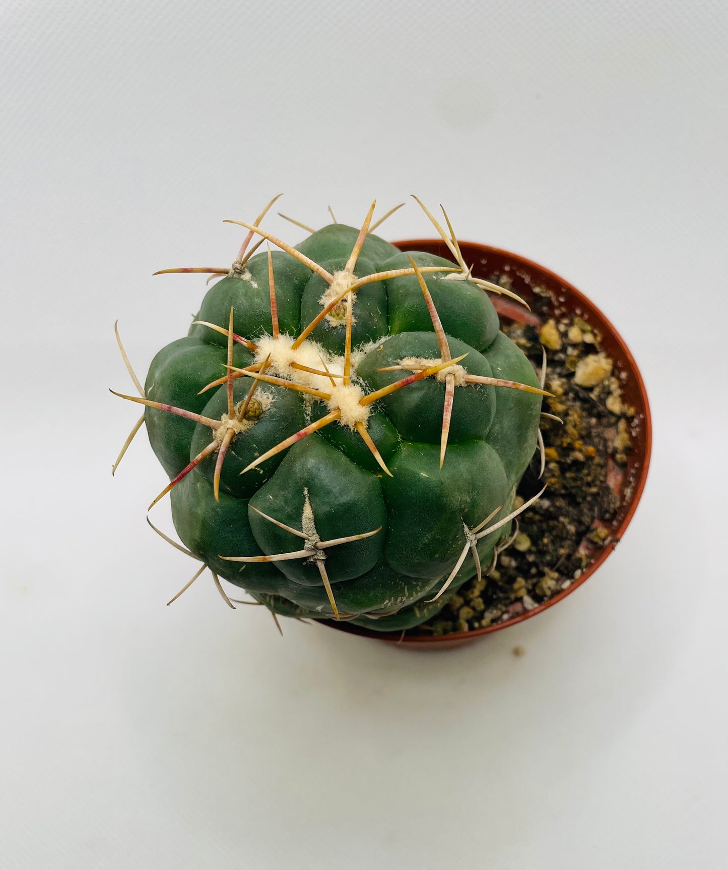 Thelocactus Rinconesis 4” pot