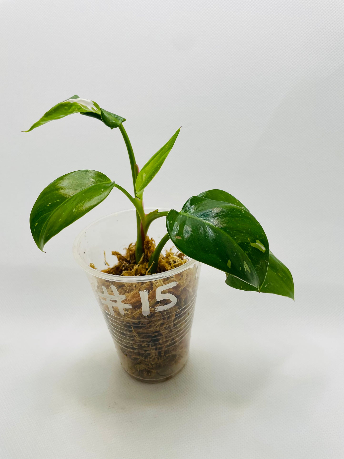 Philodendron White Princess #15