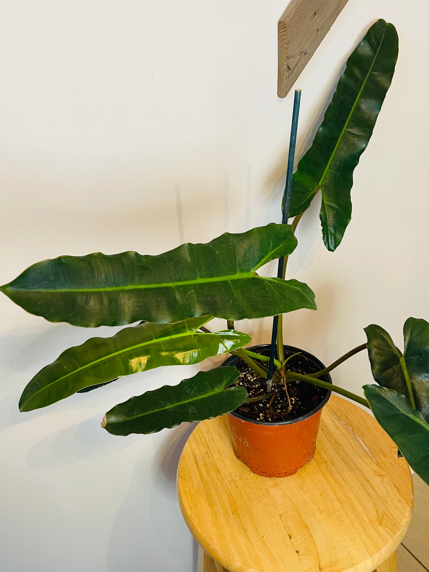 Philodendron Black Billitea