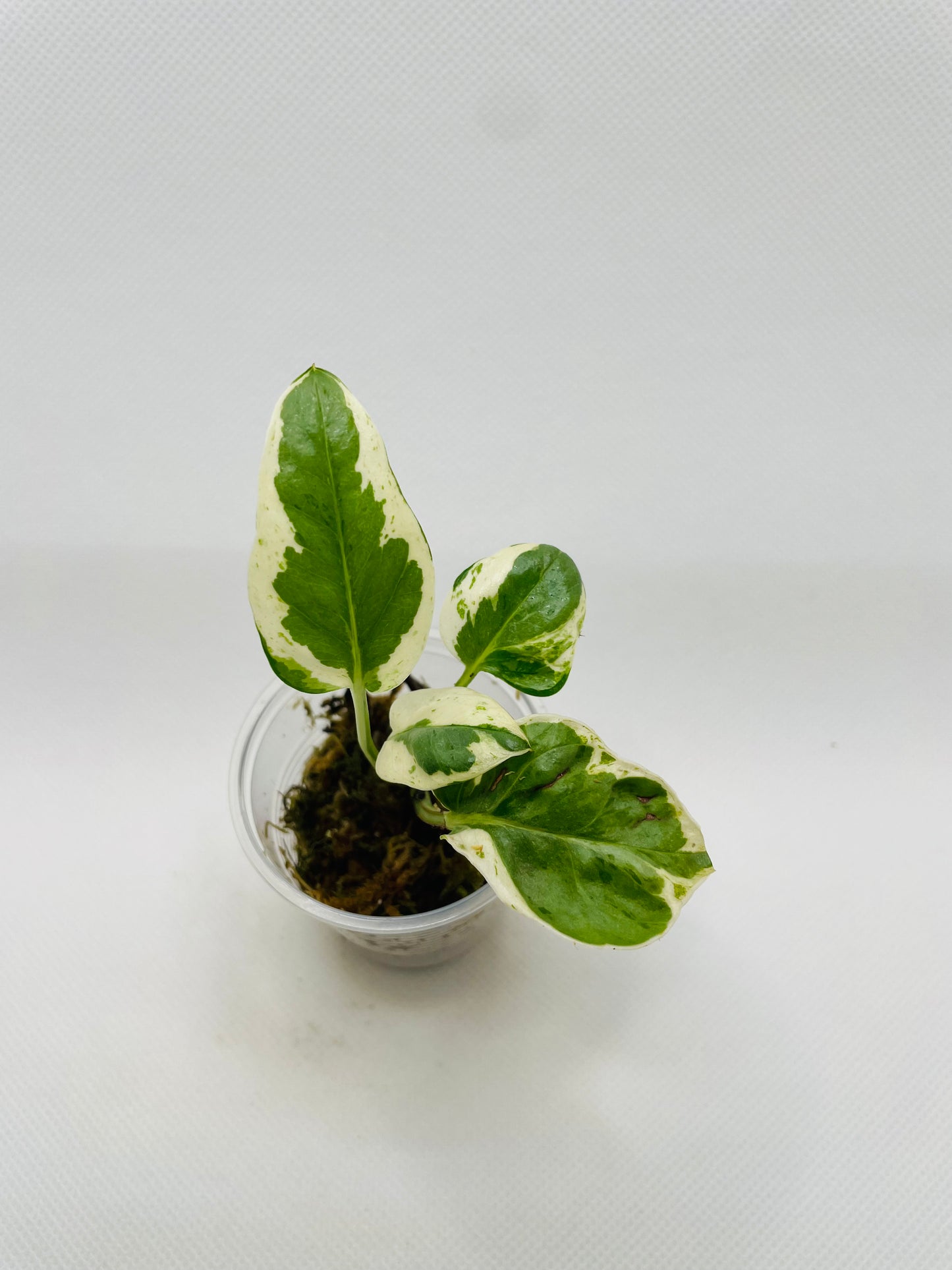 Pearl n Jade Pothos #13