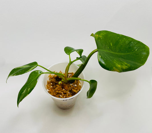 Philodendron White Princess #16